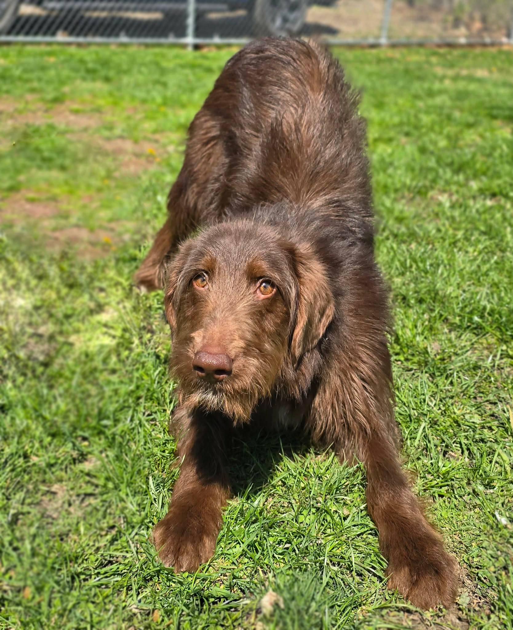 Enlarge Harry, an adopted Labradoodle in New Castle, PA image 5/6