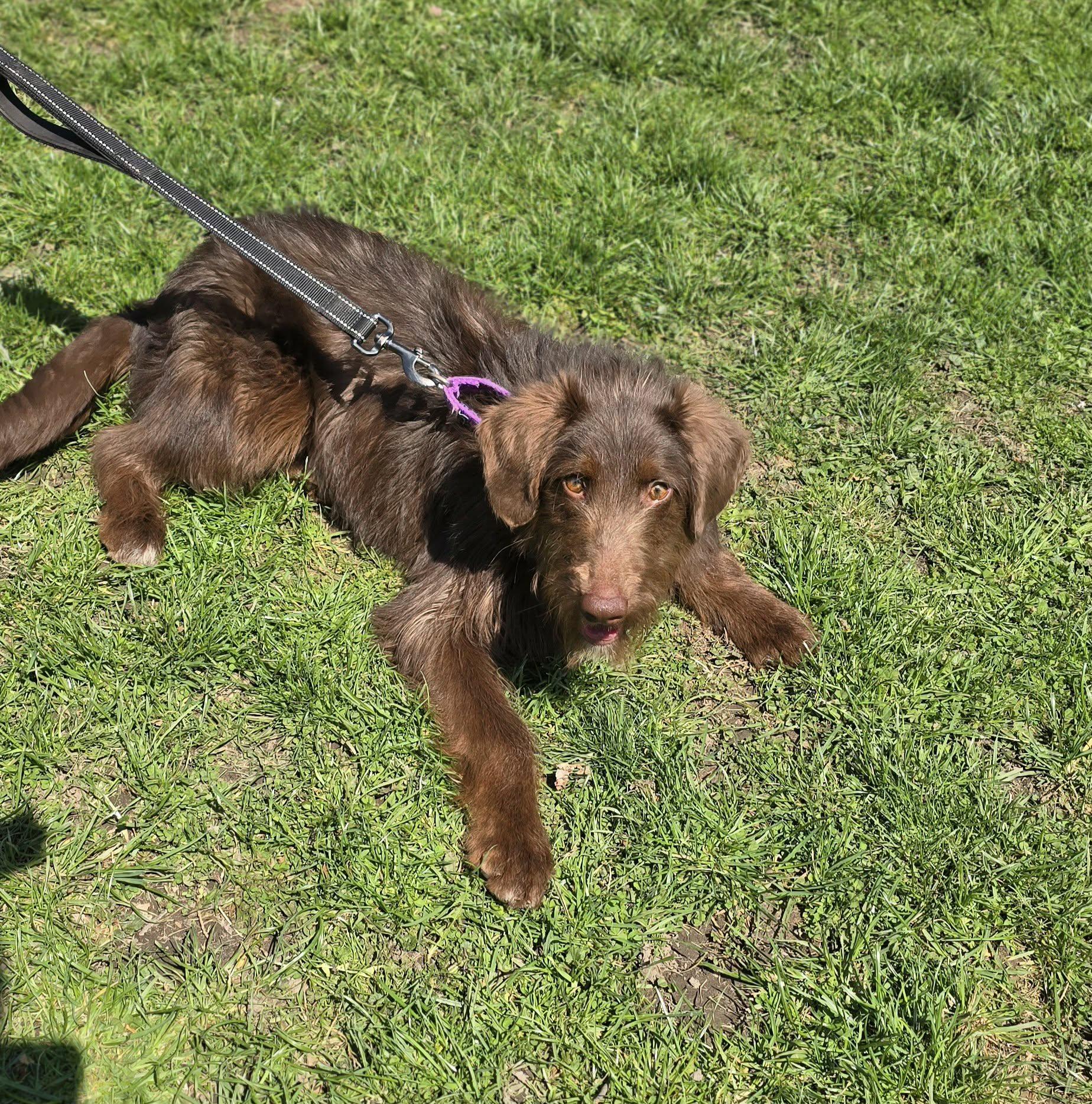 Harry, adopted, Young Male Labradoodle.