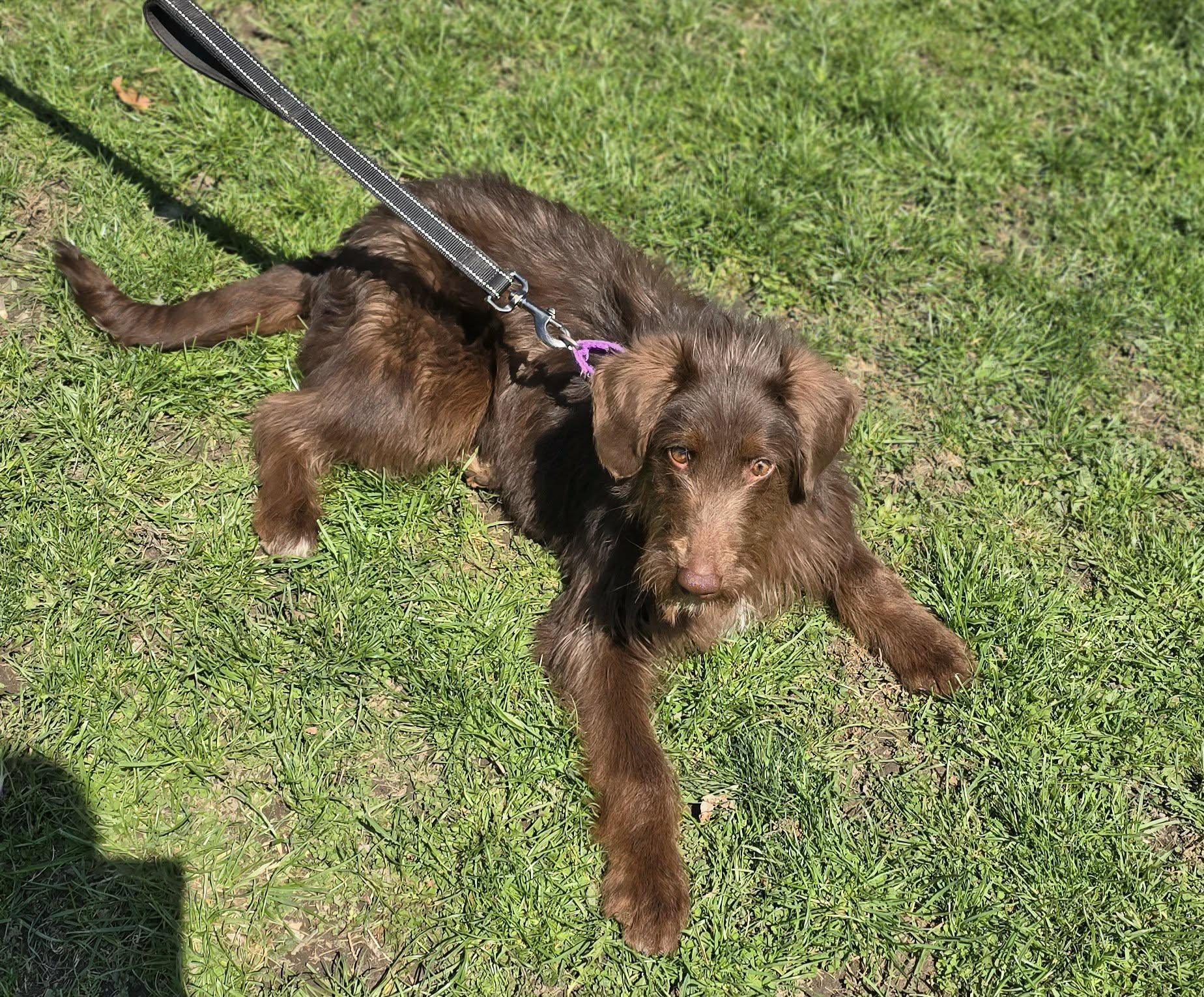 Enlarge Harry, an adopted Labradoodle in New Castle, PA image 4/6