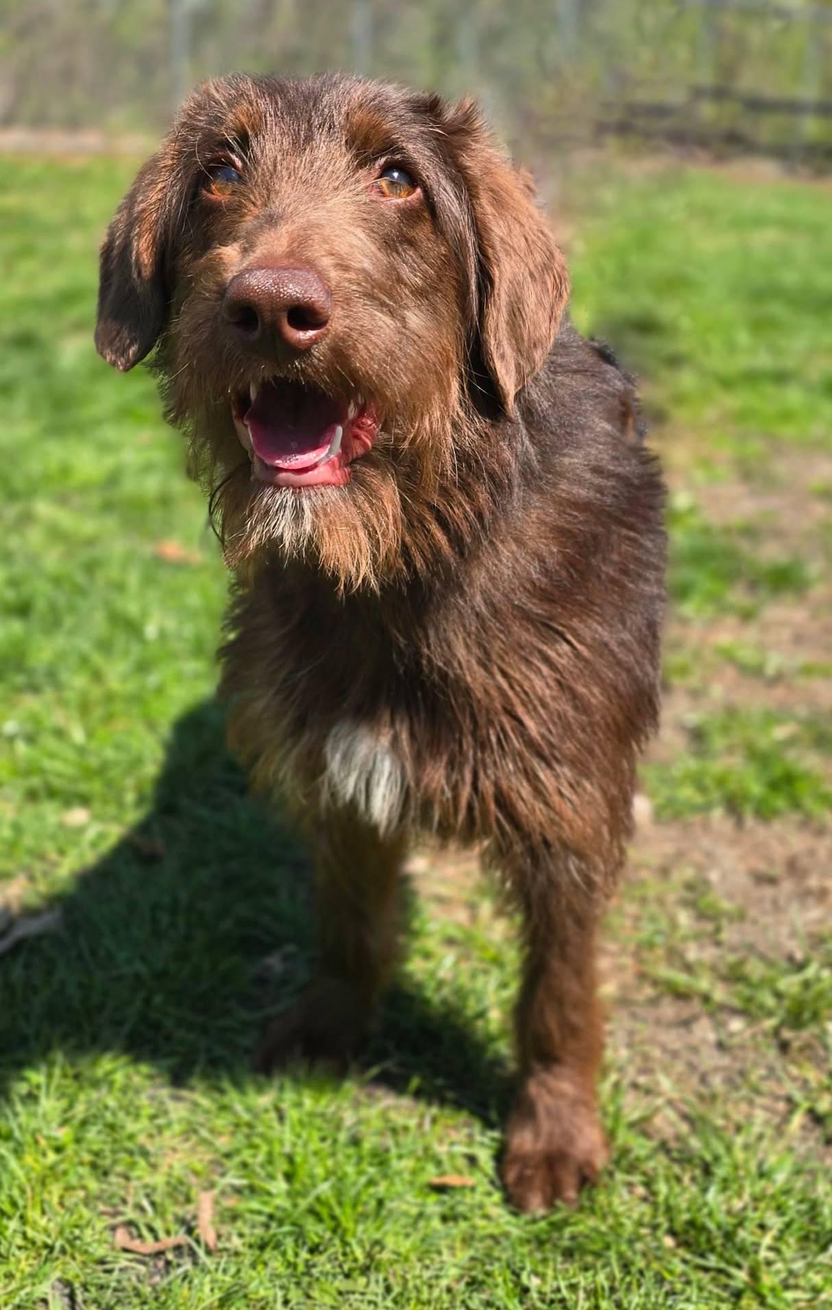 Enlarge Harry, an adopted Labradoodle in New Castle, PA image 3/6