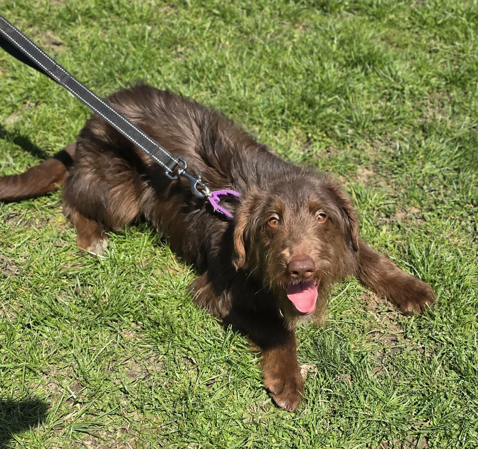 Enlarge Harry, an adopted Labradoodle in New Castle, PA image 2/6