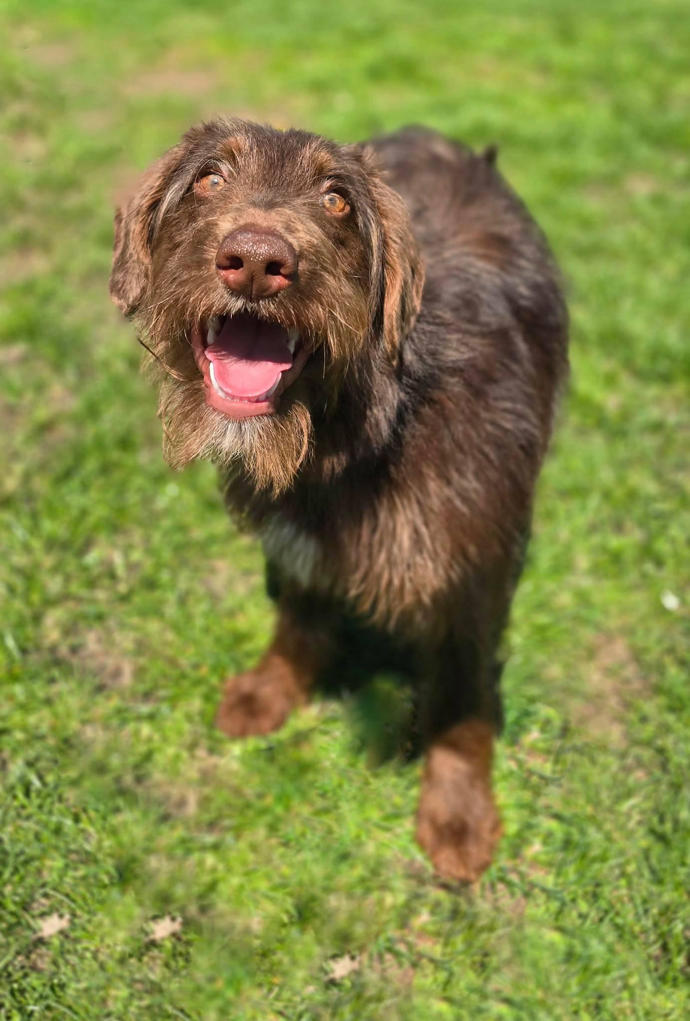 Enlarge Harry, an adopted Labradoodle in New Castle, PA image 6/6
