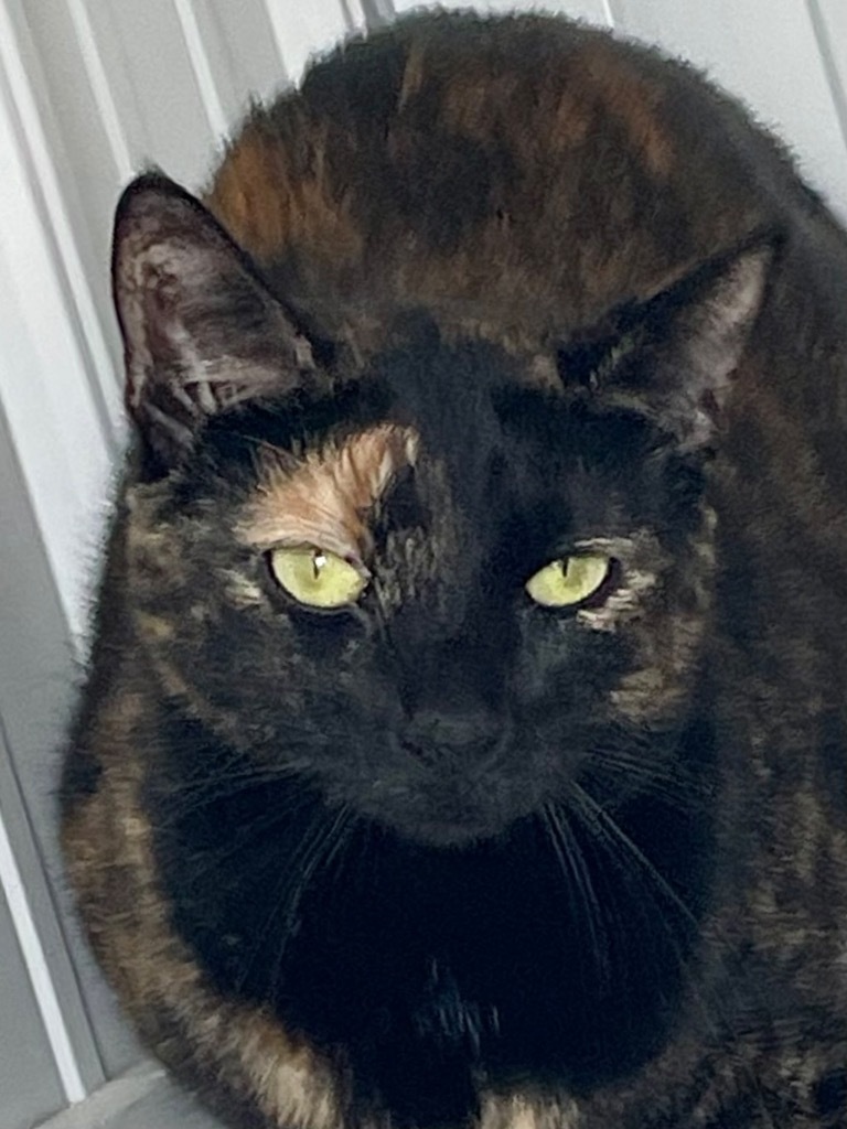 Patches photo 6