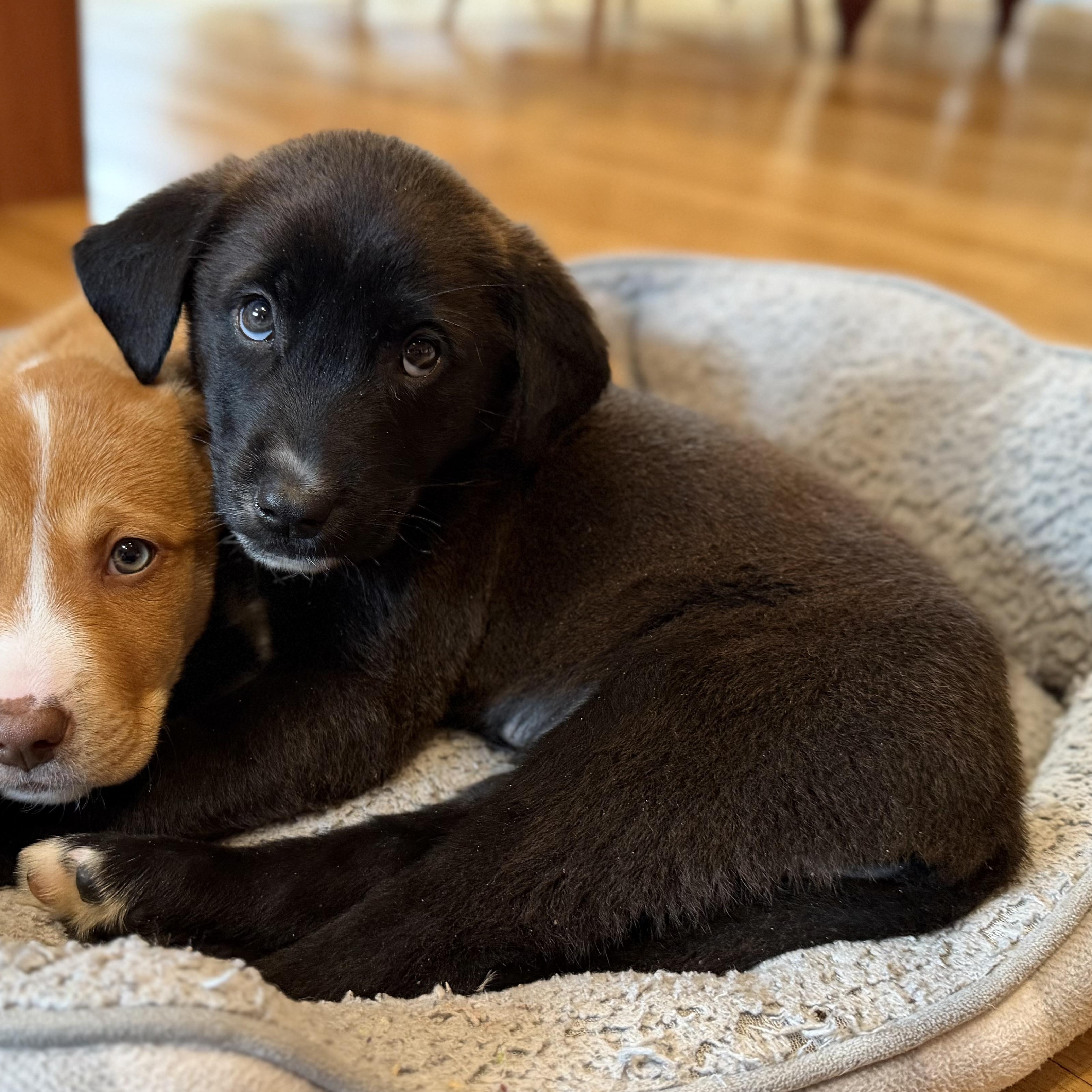 Enlarge Koa, a Adoptable mixed breed in Yaphank, NY image 2/6