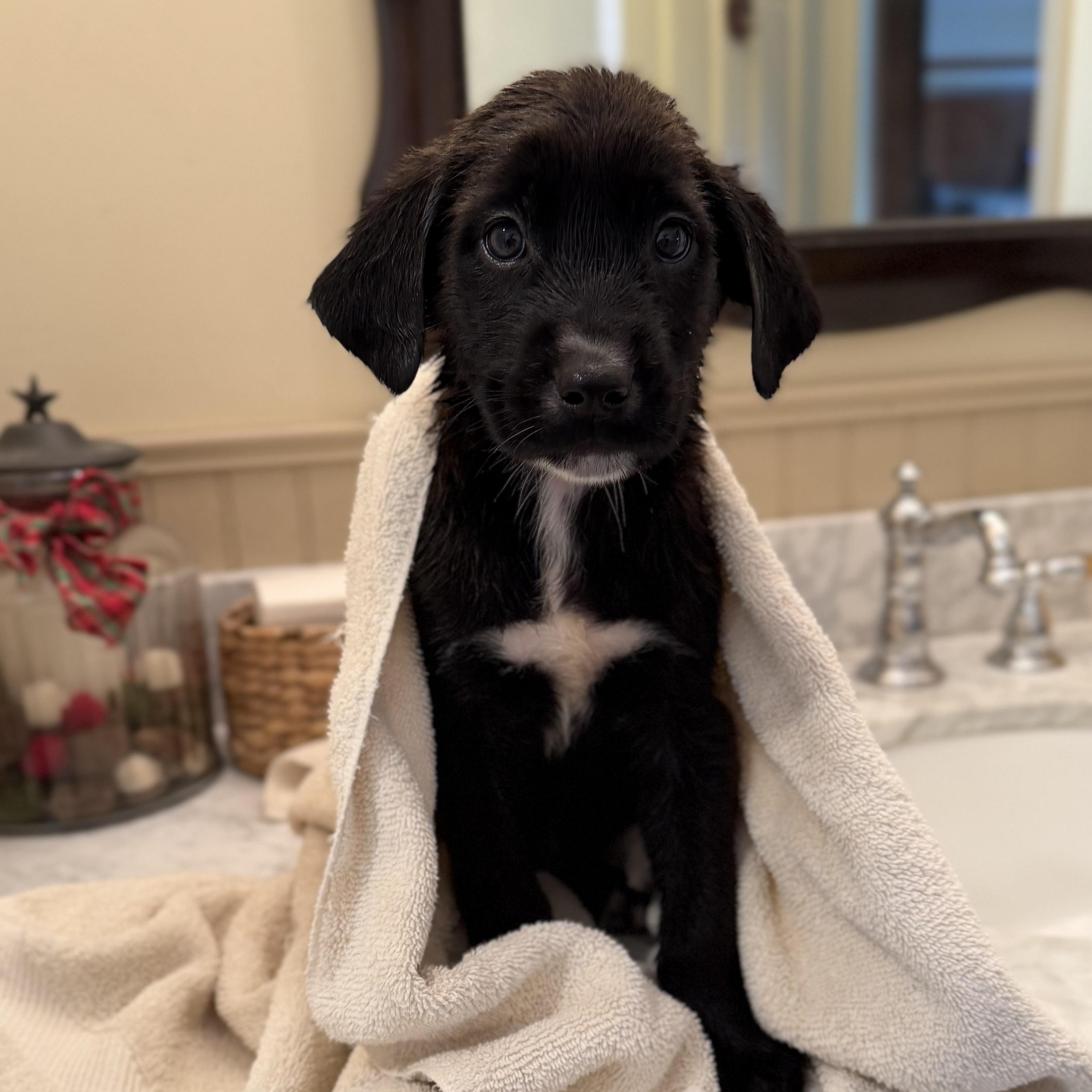 Enlarge Koa, a Adoptable mixed breed in Yaphank, NY image 3/6