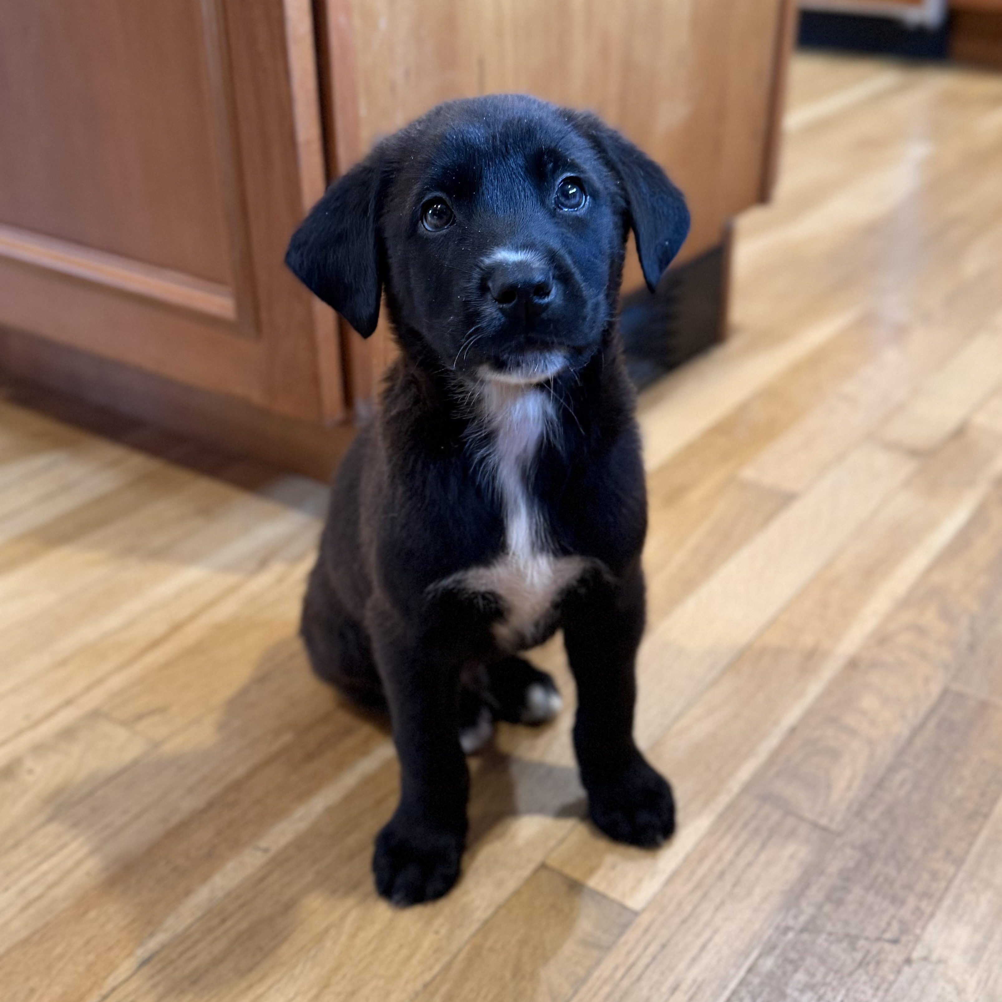 Koa, Adoptable, Puppy Male Labrador Retriever & Mixed Breed.