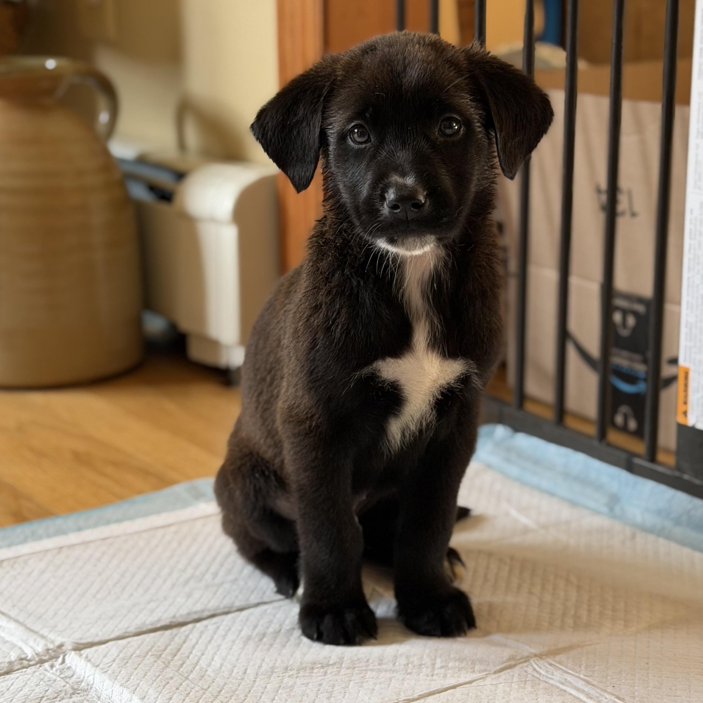 Enlarge Koa, a Adoptable mixed breed in Yaphank, NY image 4/6