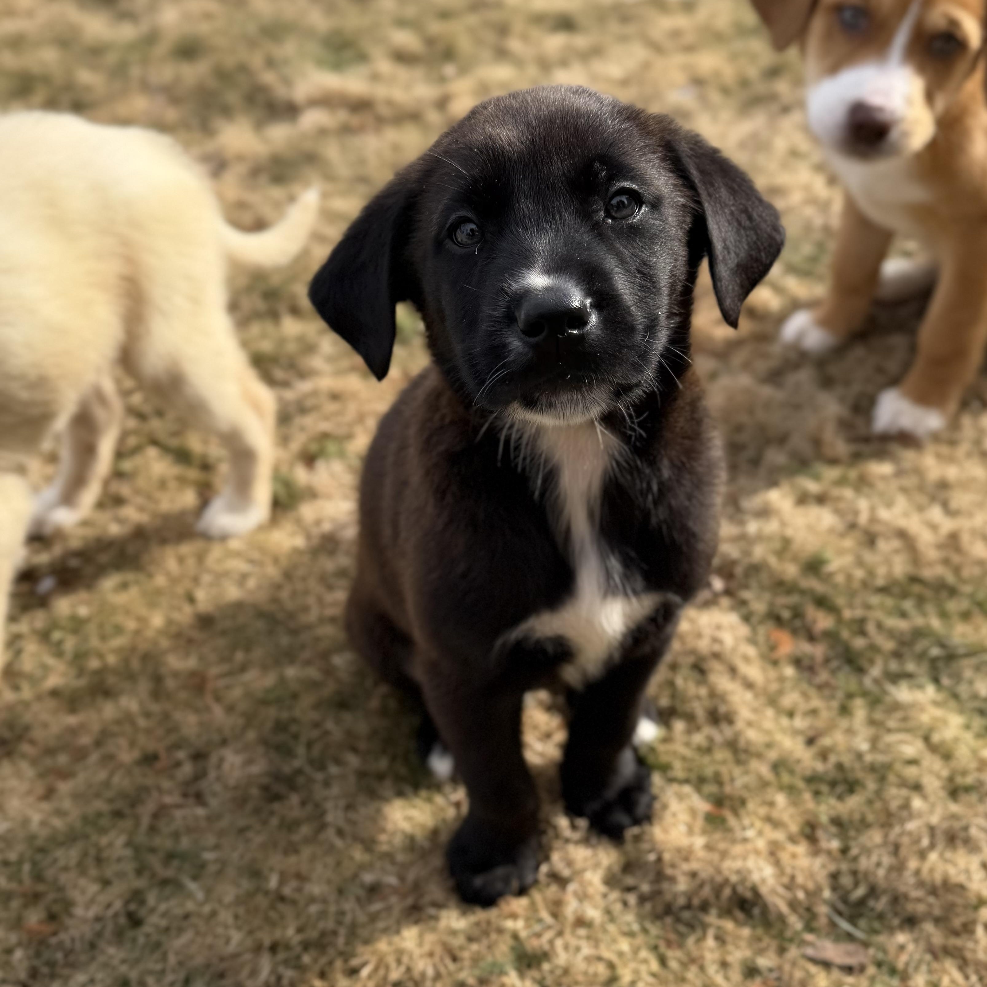 Enlarge Koa, a Adoptable mixed breed in Yaphank, NY image 5/6