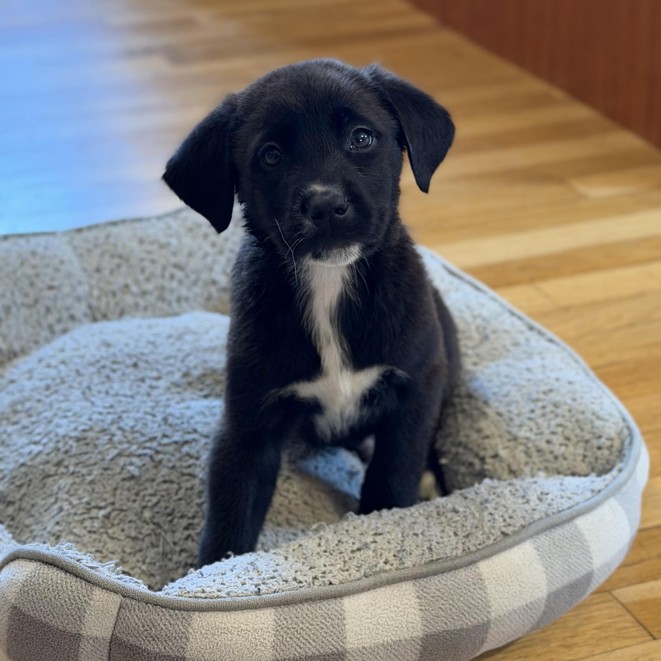 Enlarge Koa, a Adoptable mixed breed in Yaphank, NY image 6/6