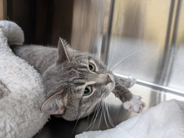 Enlarge Nimbus, a Adoptable mixed breed in Sechelt, BC image 1/2