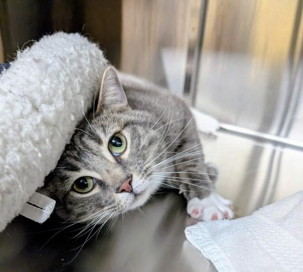 Enlarge Nimbus, a Adoptable mixed breed in Sechelt, BC image 2/2