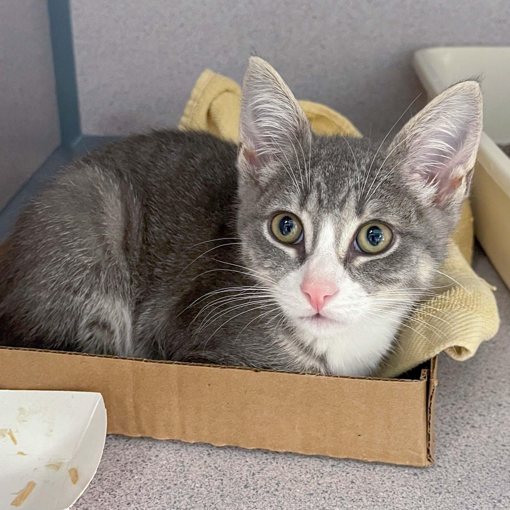 Jasper, Adoptable, Young Male Domestic Short Hair.