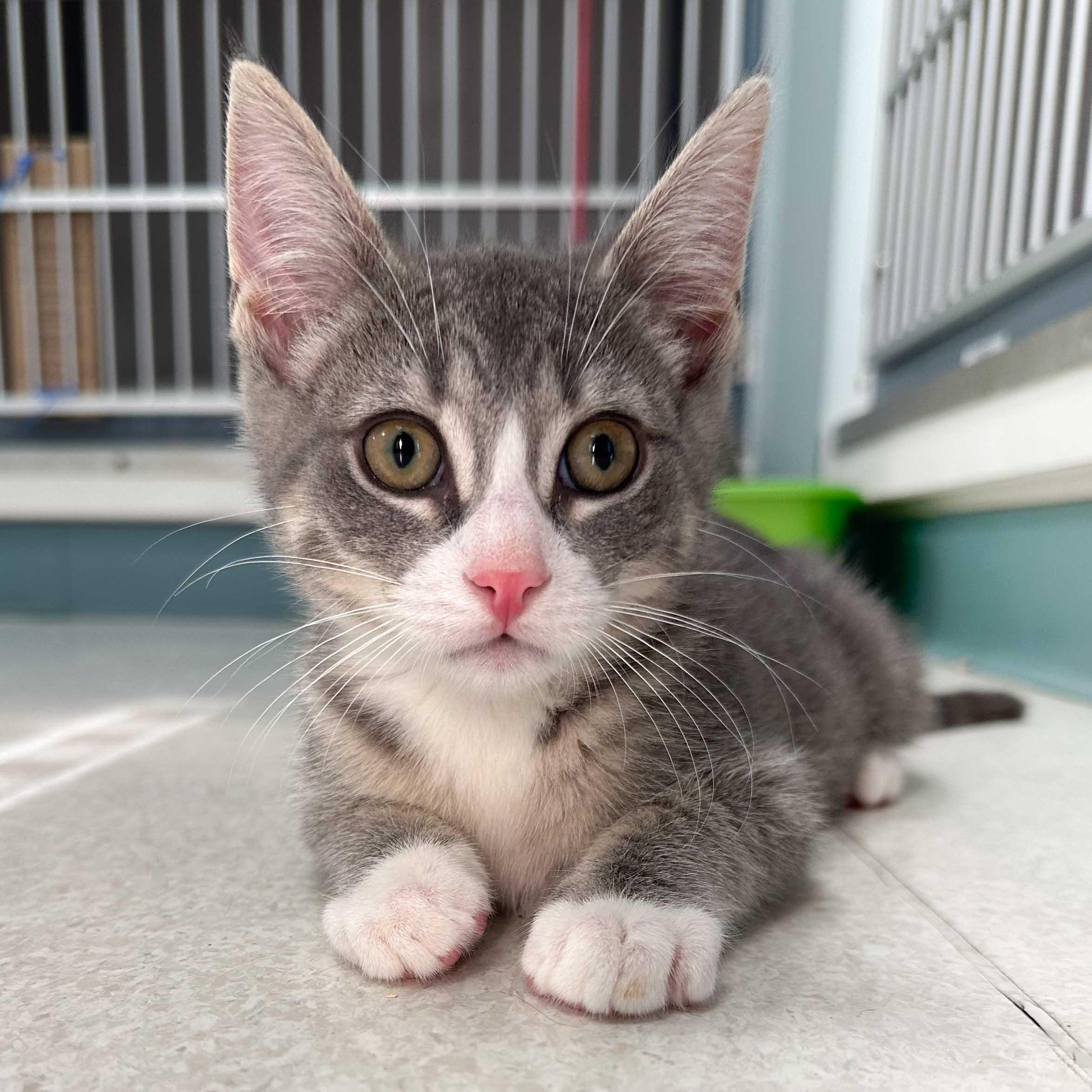 Enlarge Jasper, an adopted Domestic Short Hair in Stamford, CT image 2/4