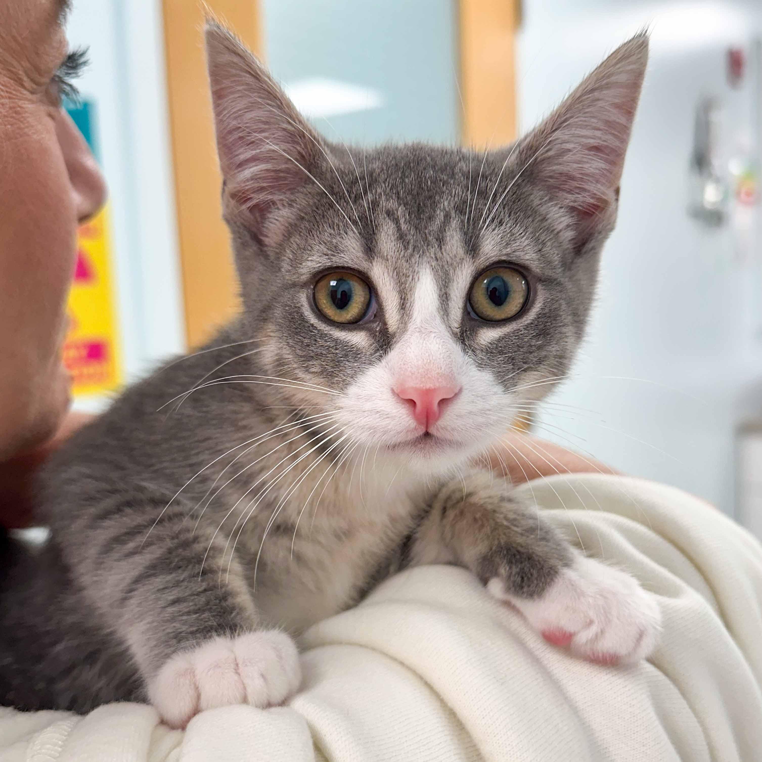 Enlarge Jasper, an adopted Domestic Short Hair in Stamford, CT image 3/4