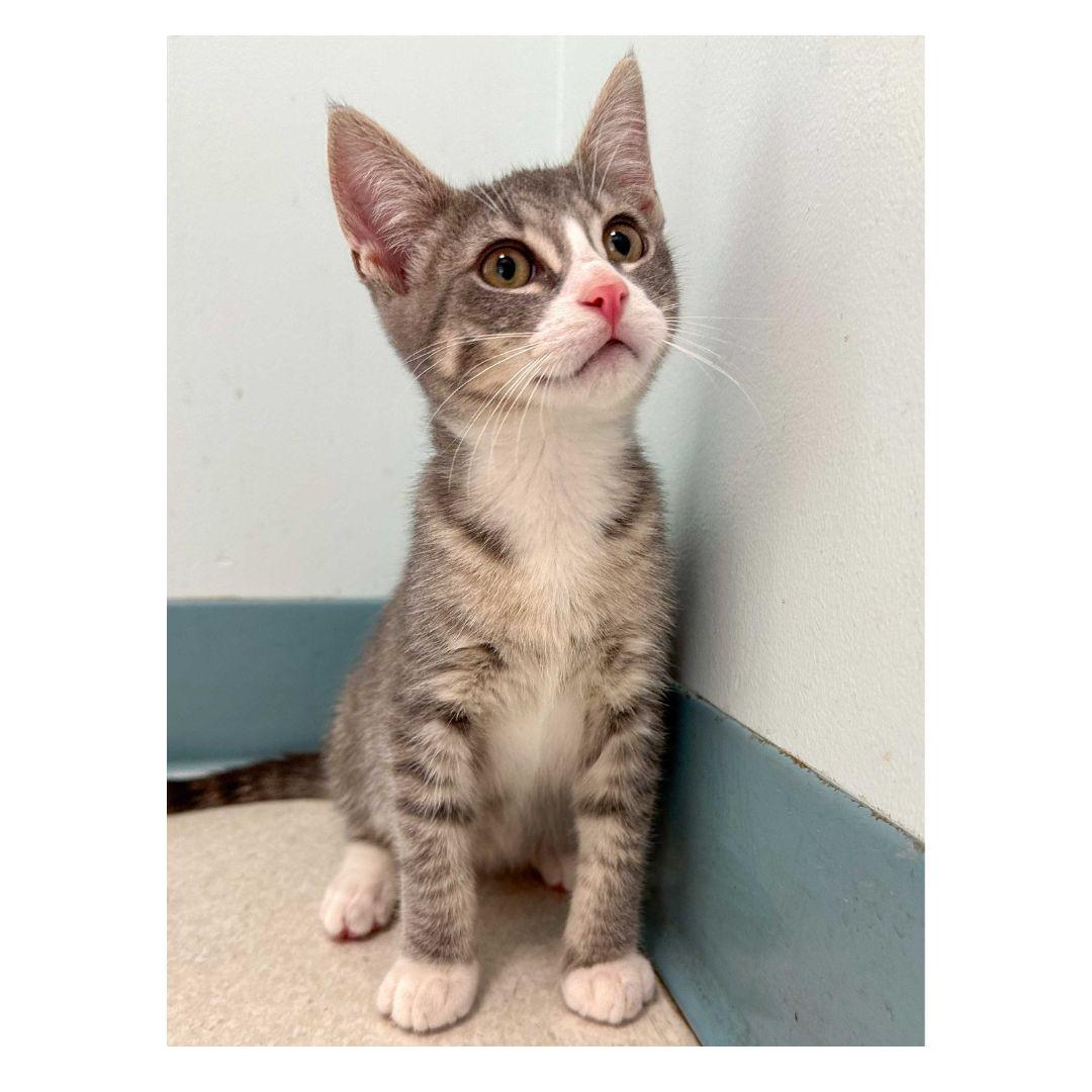 Enlarge Jasper, an adopted Domestic Short Hair in Stamford, CT image 4/4