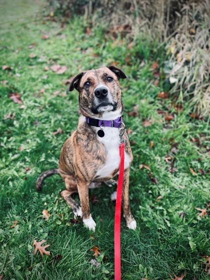 Enlarge Ziggy, a Adoptable mixed breed in Bellevue, WA image 1/3