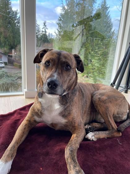 Enlarge Ziggy, a Adoptable mixed breed in Bellevue, WA image 2/3