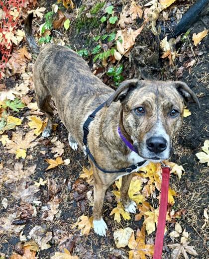 Enlarge Ziggy, a Adoptable mixed breed in Bellevue, WA image 3/3