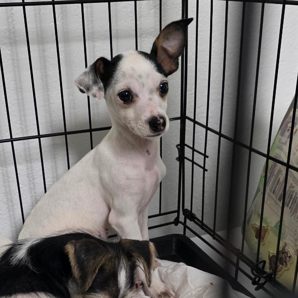 Mickie, Adoptable, Young Male Chihuahua & Yorkshire Terrier.