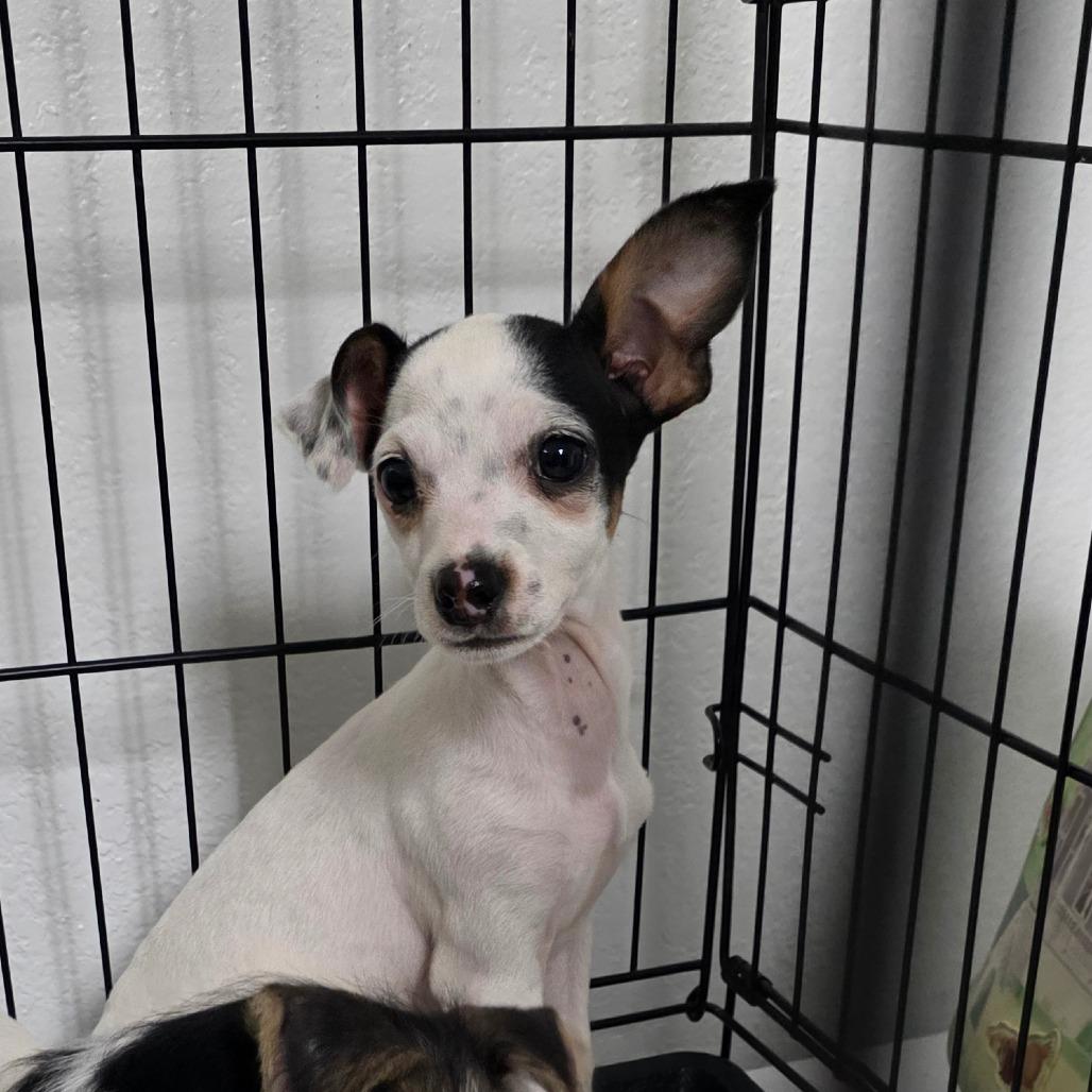 Enlarge Mickie, a Adoptable mixed breed in Goltry, OK image 2/5
