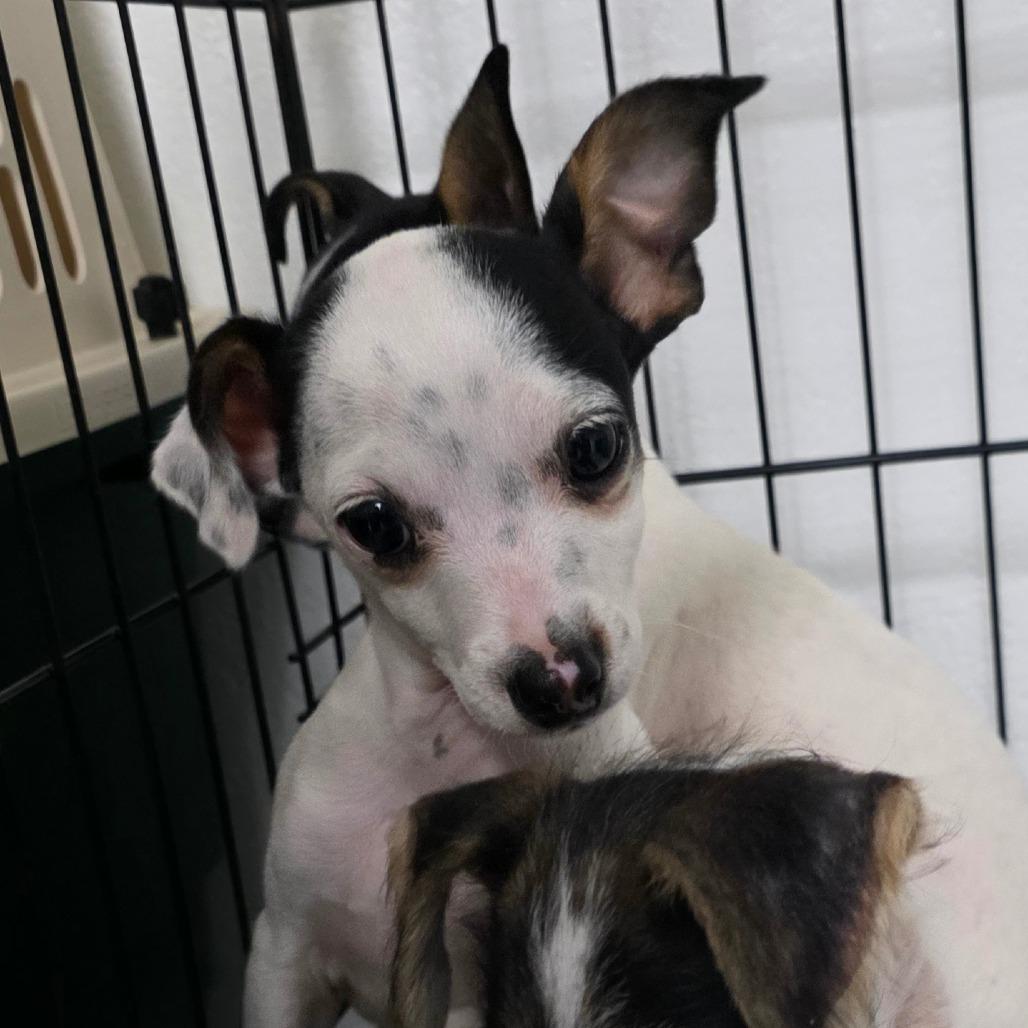Enlarge Mickie, a Adoptable mixed breed in Goltry, OK image 3/5