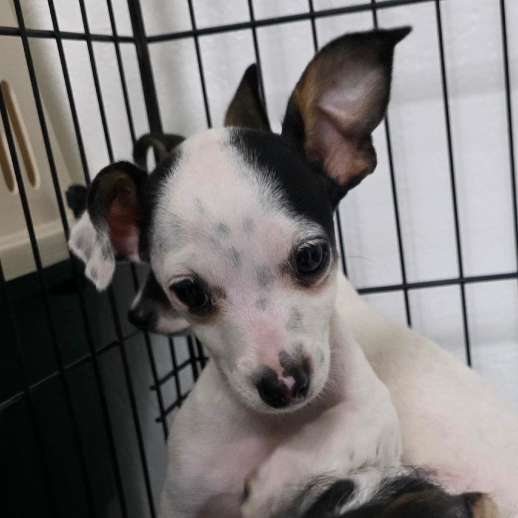 Enlarge Mickie, a Adoptable mixed breed in Goltry, OK image 4/5