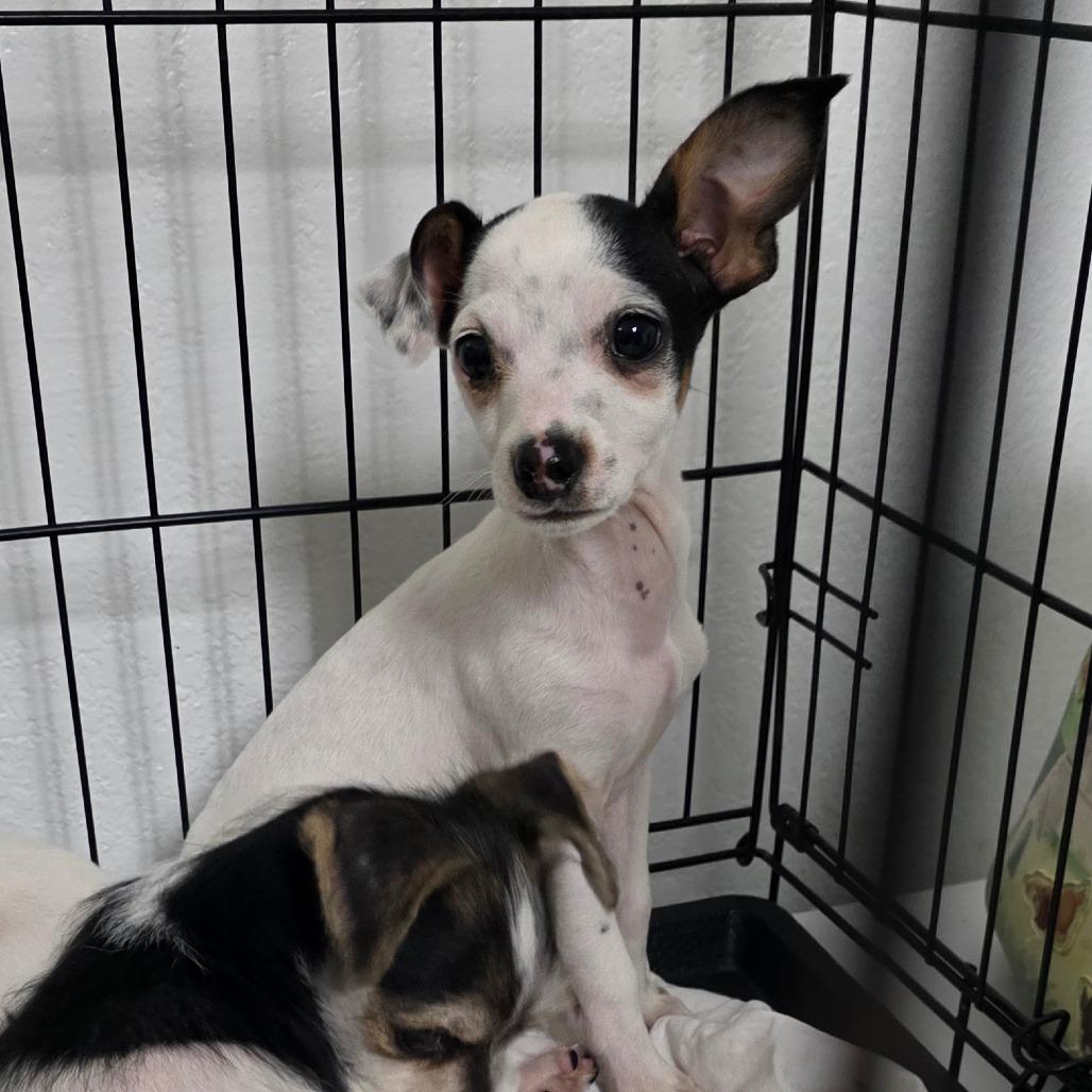 Enlarge Mickie, a Adoptable mixed breed in Goltry, OK image 5/5
