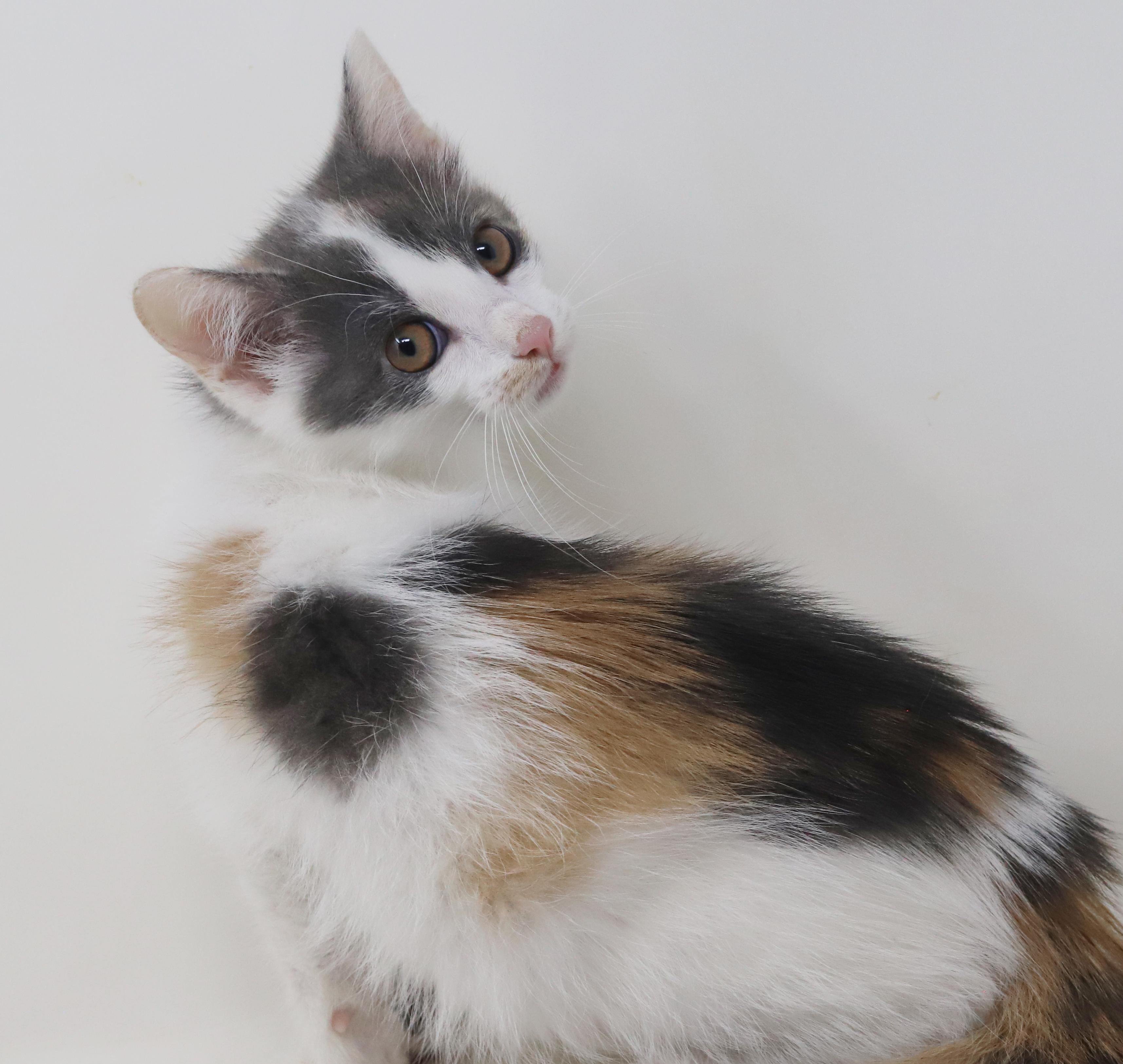 Savannah Is An Exotic thumbnail 3