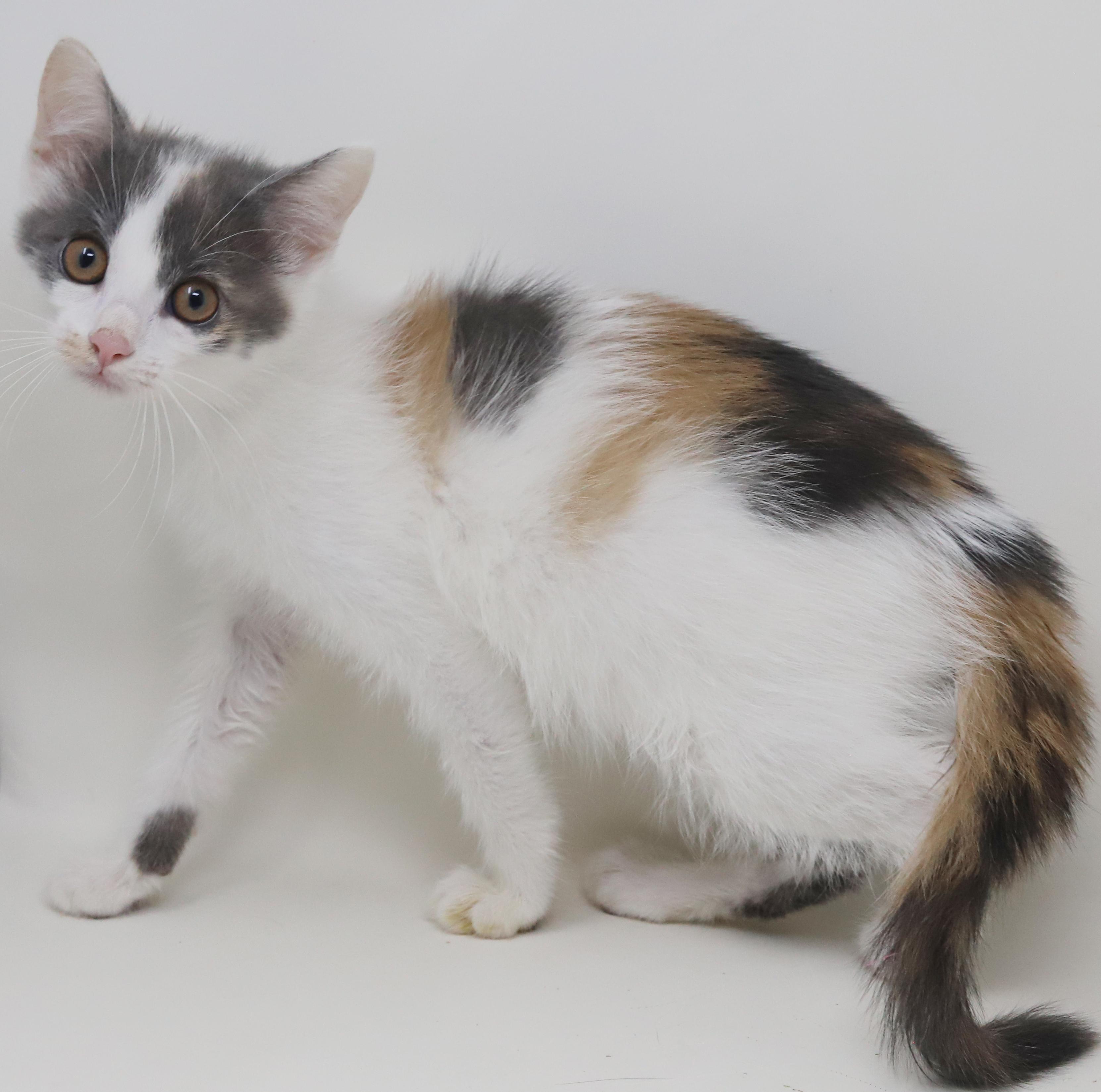 Savannah Is An Exotic thumbnail 5