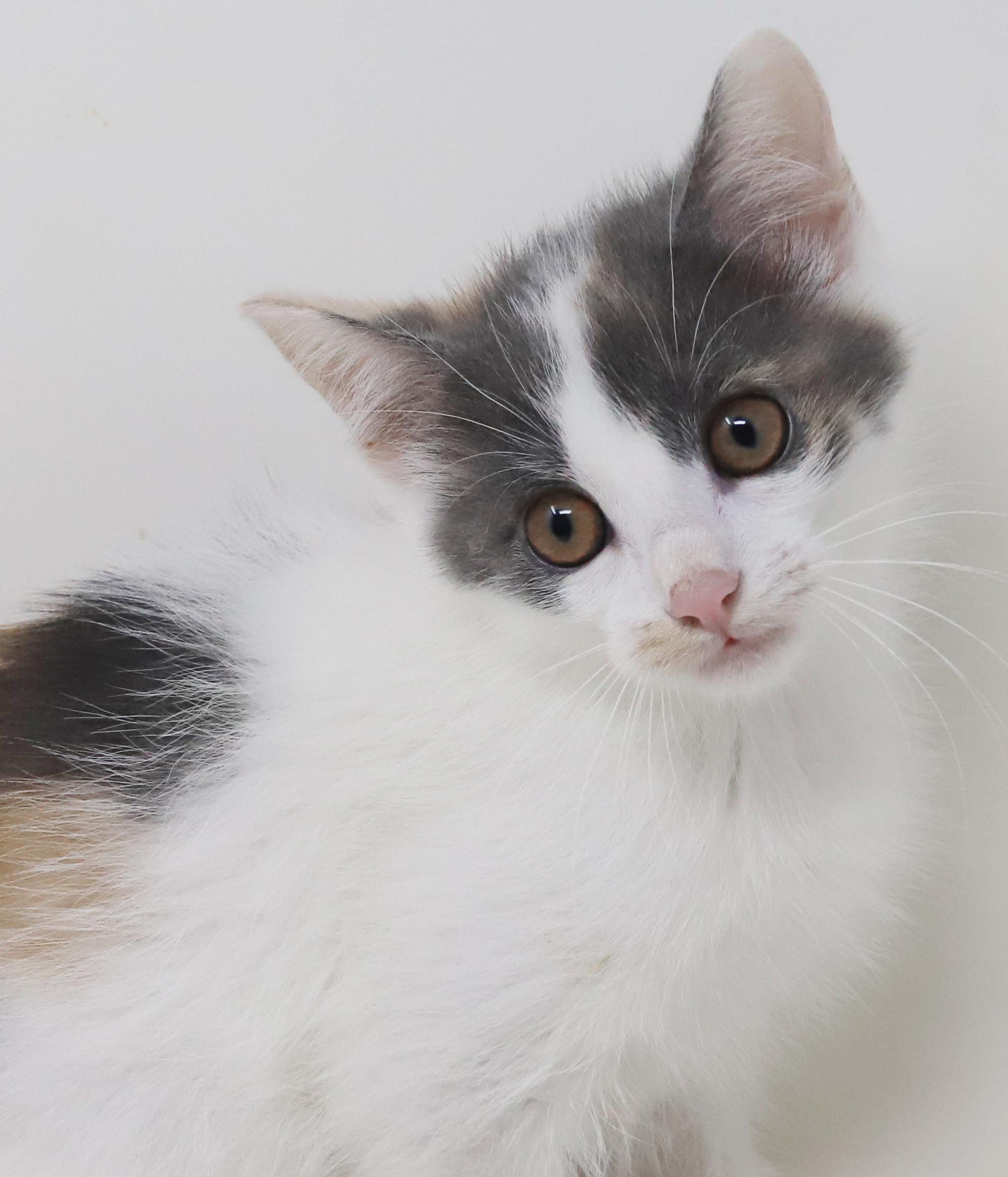 Savannah Is An Exotic thumbnail 4