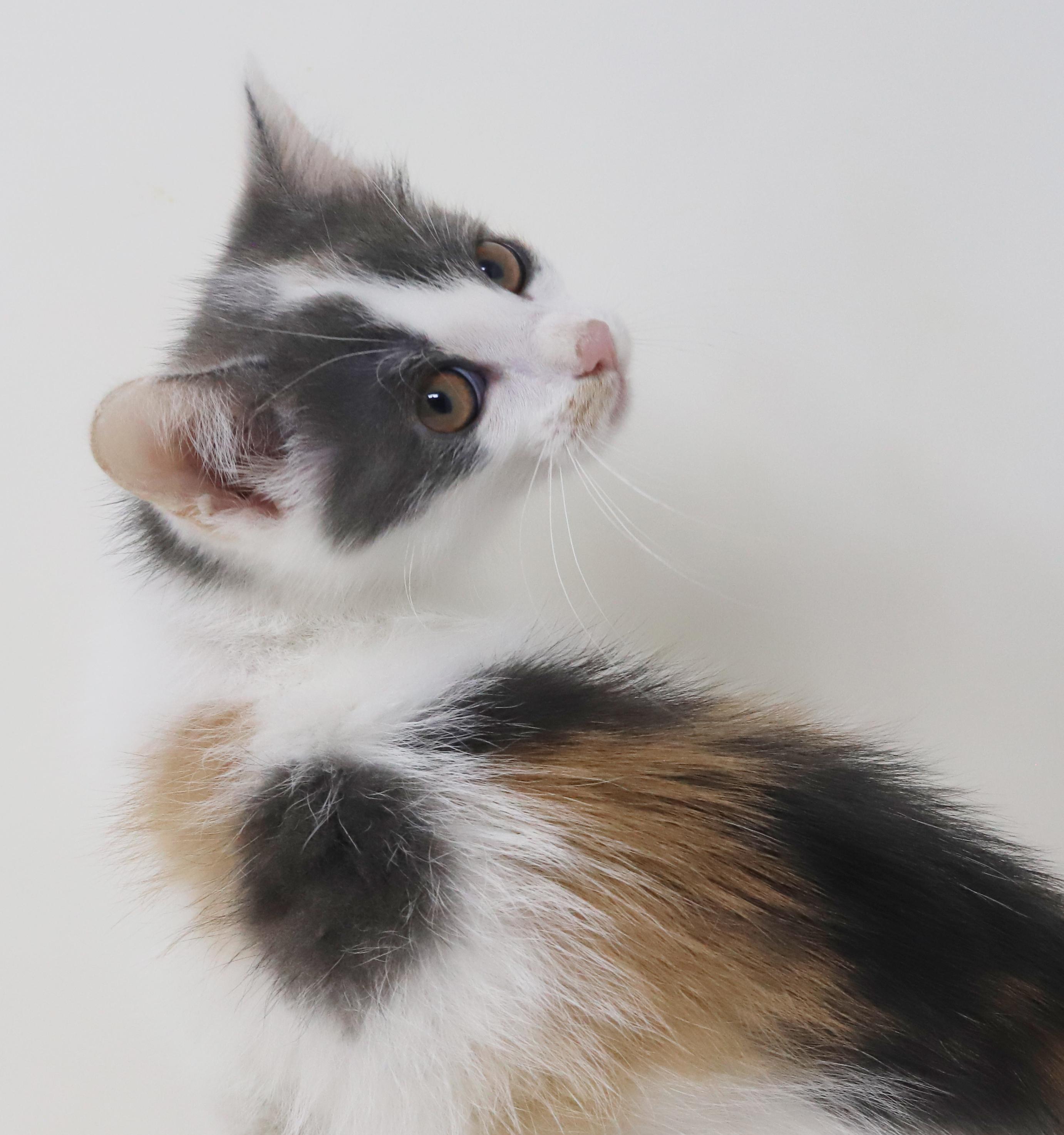 Savannah Is An Exotic thumbnail 6