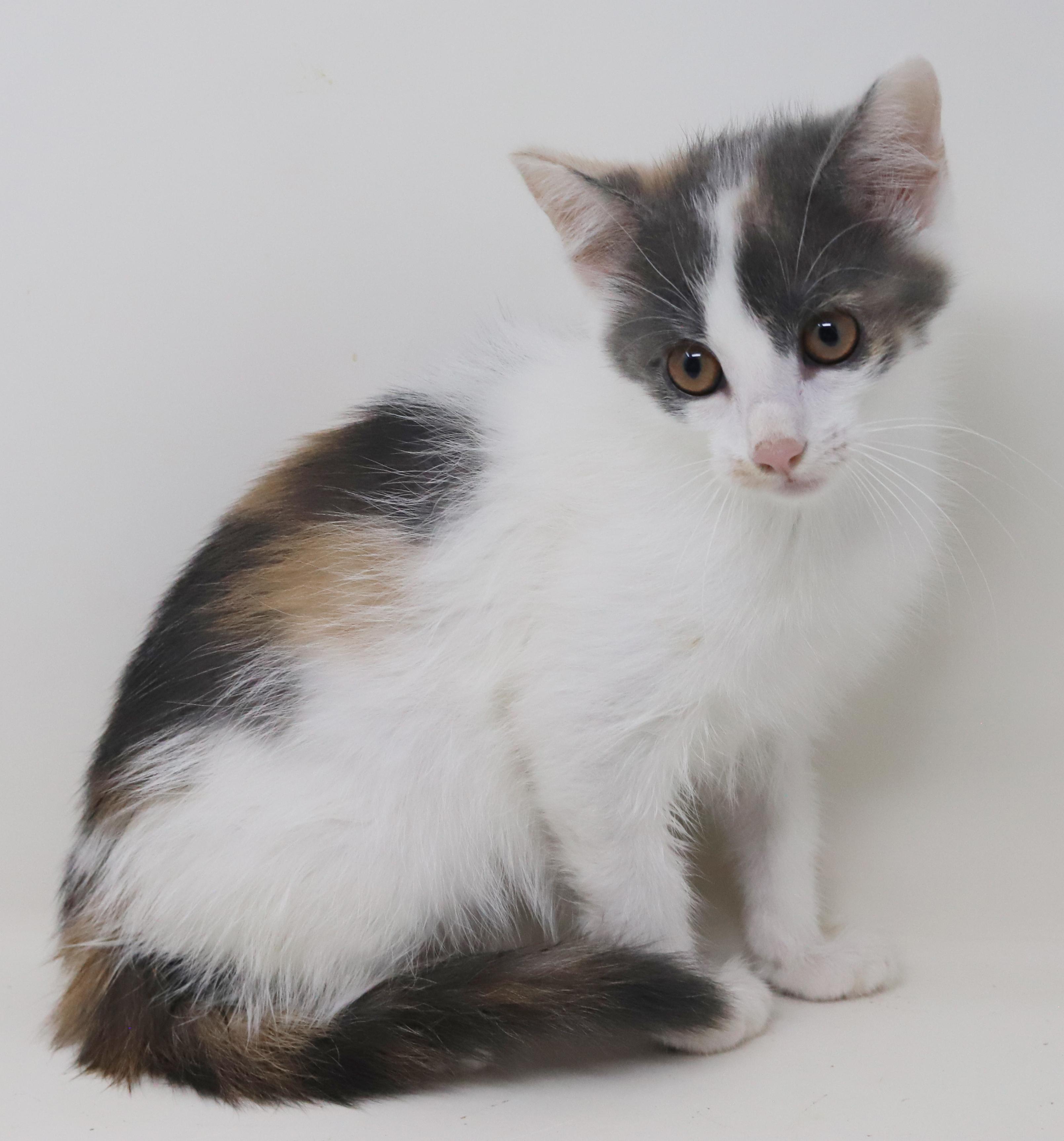 Savannah Is An Exotic thumbnail 2