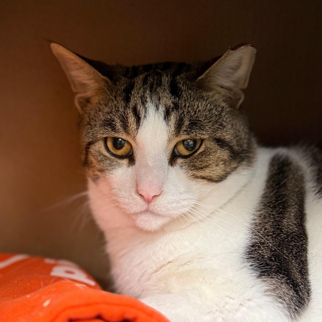 Damaris (Petco), Adoptable, Adult Male Domestic Short Hair.
