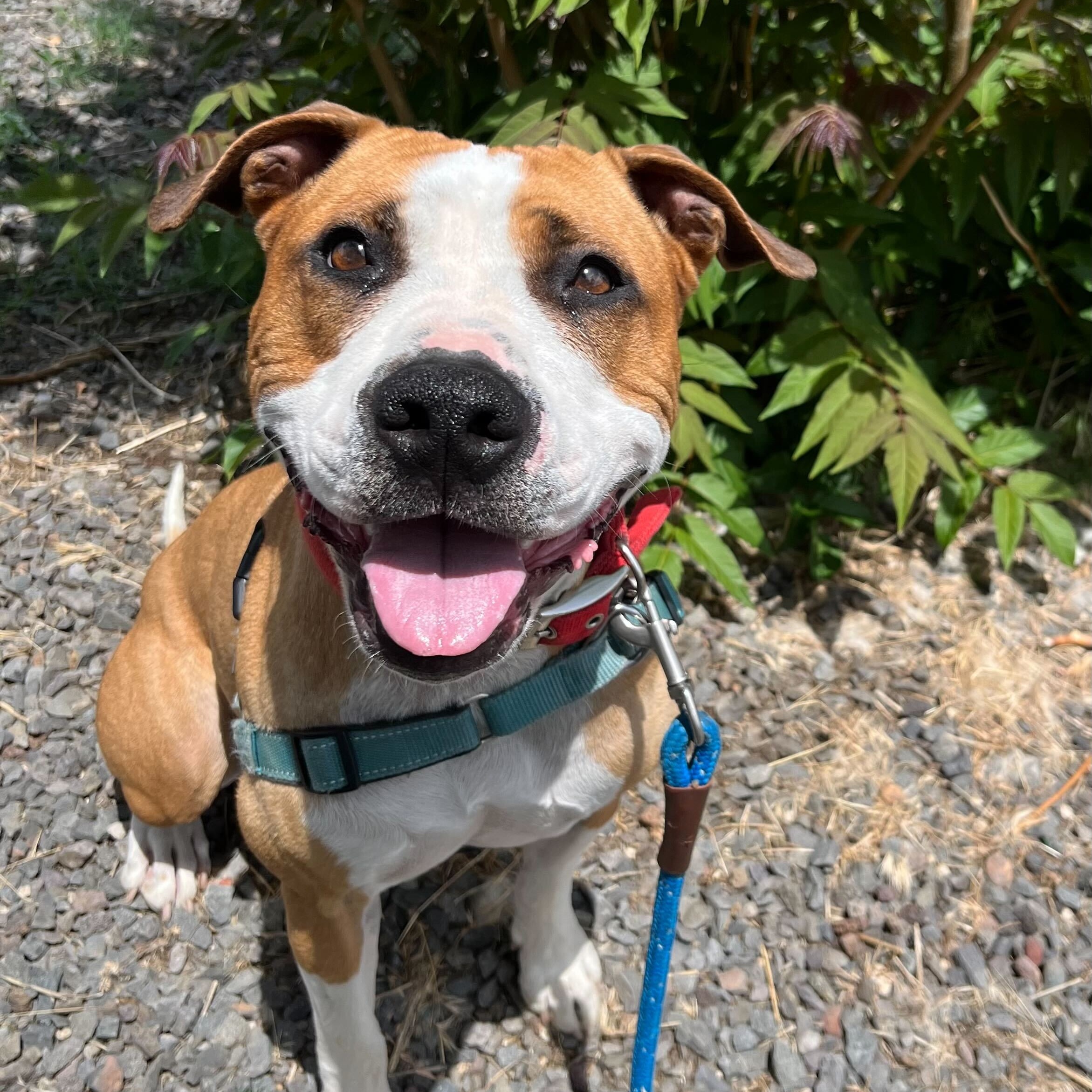 Rylee, a Adoptable American Staffordshire Terrier in Washoe Valley, NV image 1/2