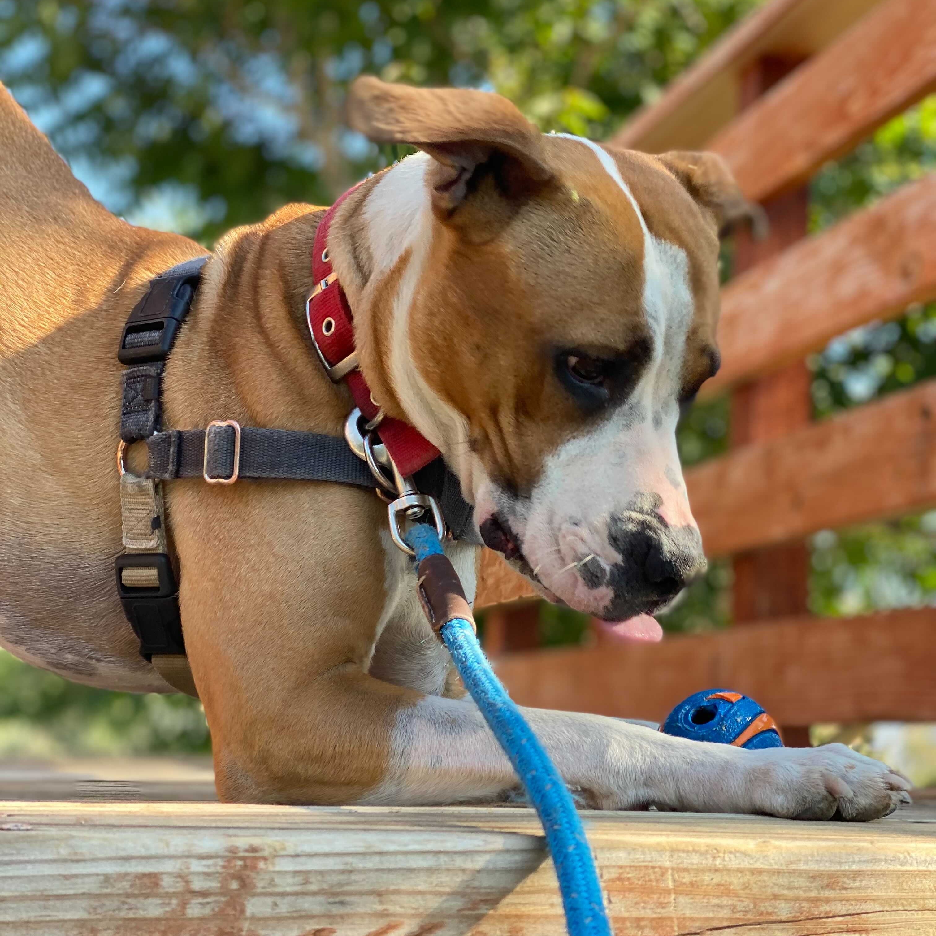 Rylee, a Adoptable American Staffordshire Terrier in Washoe Valley, NV image 2/2