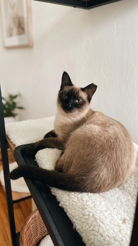 Mocha, Adoptable, Young Female Siamese.