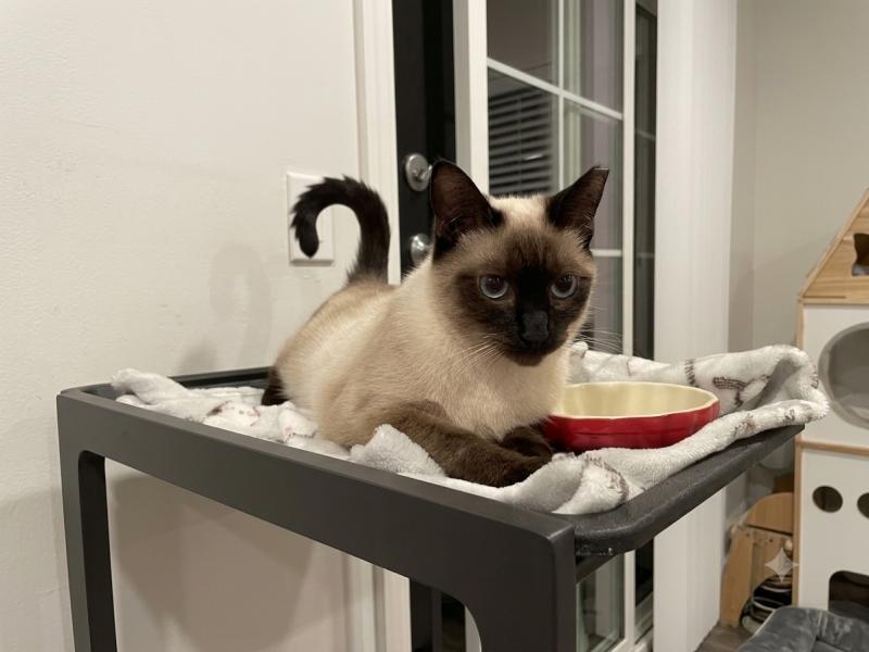 Enlarge Mocha, a Adoptable mixed breed in Sunnyvale, CA image 2/5