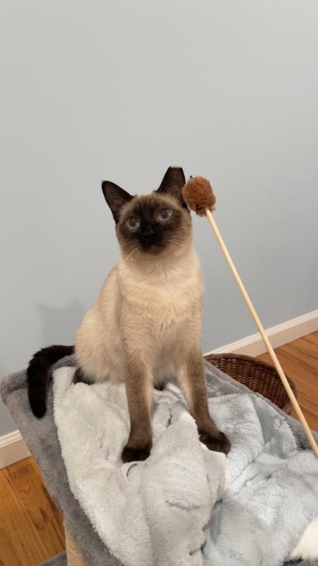 Enlarge Mocha, a Adoptable mixed breed in Sunnyvale, CA image 5/5
