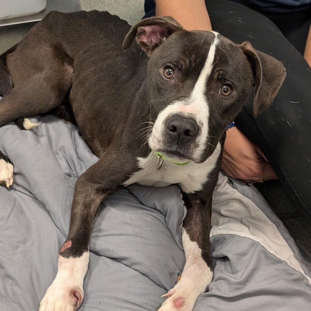 Enlarge Otter, a Adopted Mixed Breed in New Castle, DE image 1/1