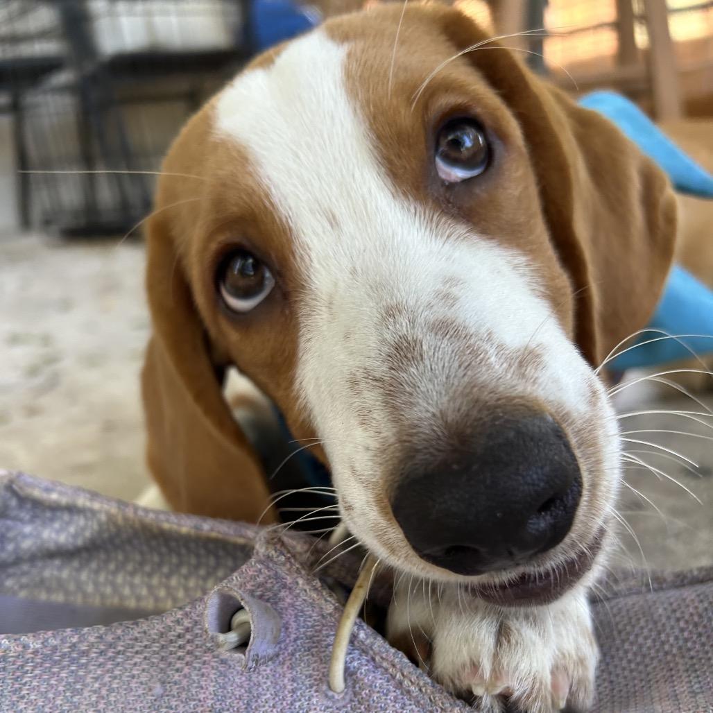 Churro, Adoptable, Puppy Male Basset Hound & Mixed Breed.