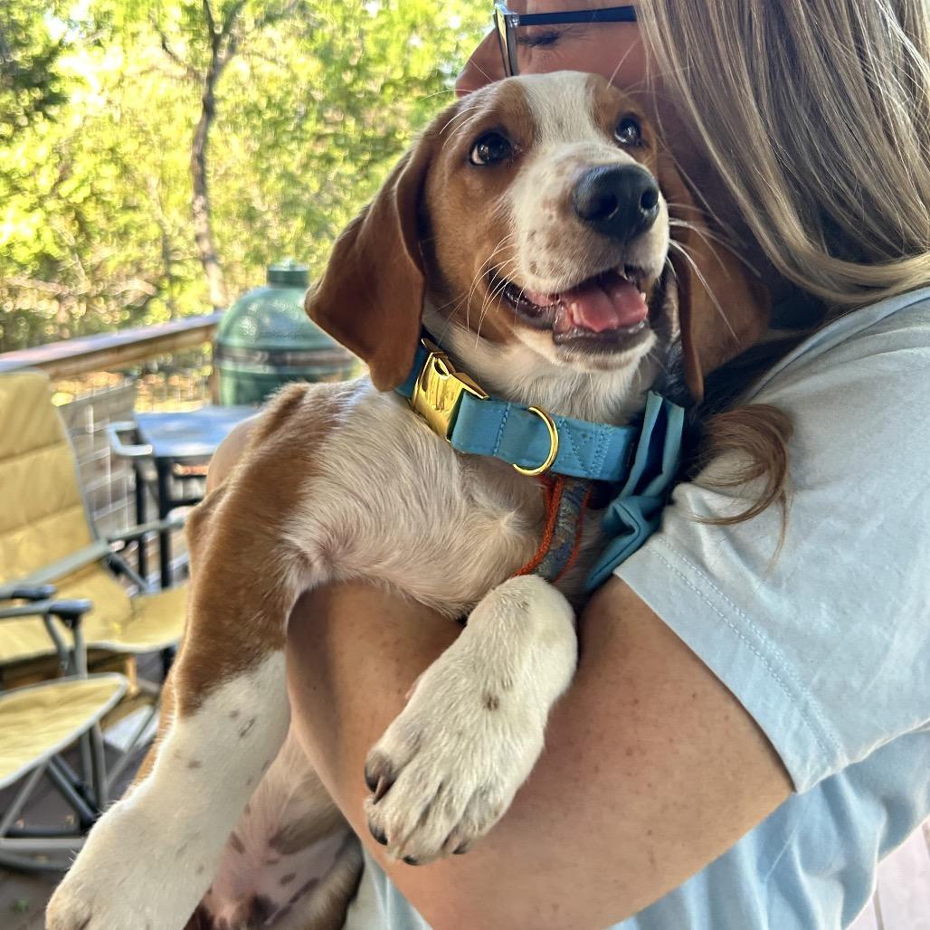 Enlarge Churro, a Adoptable mixed breed in Austin, TX image 2/6