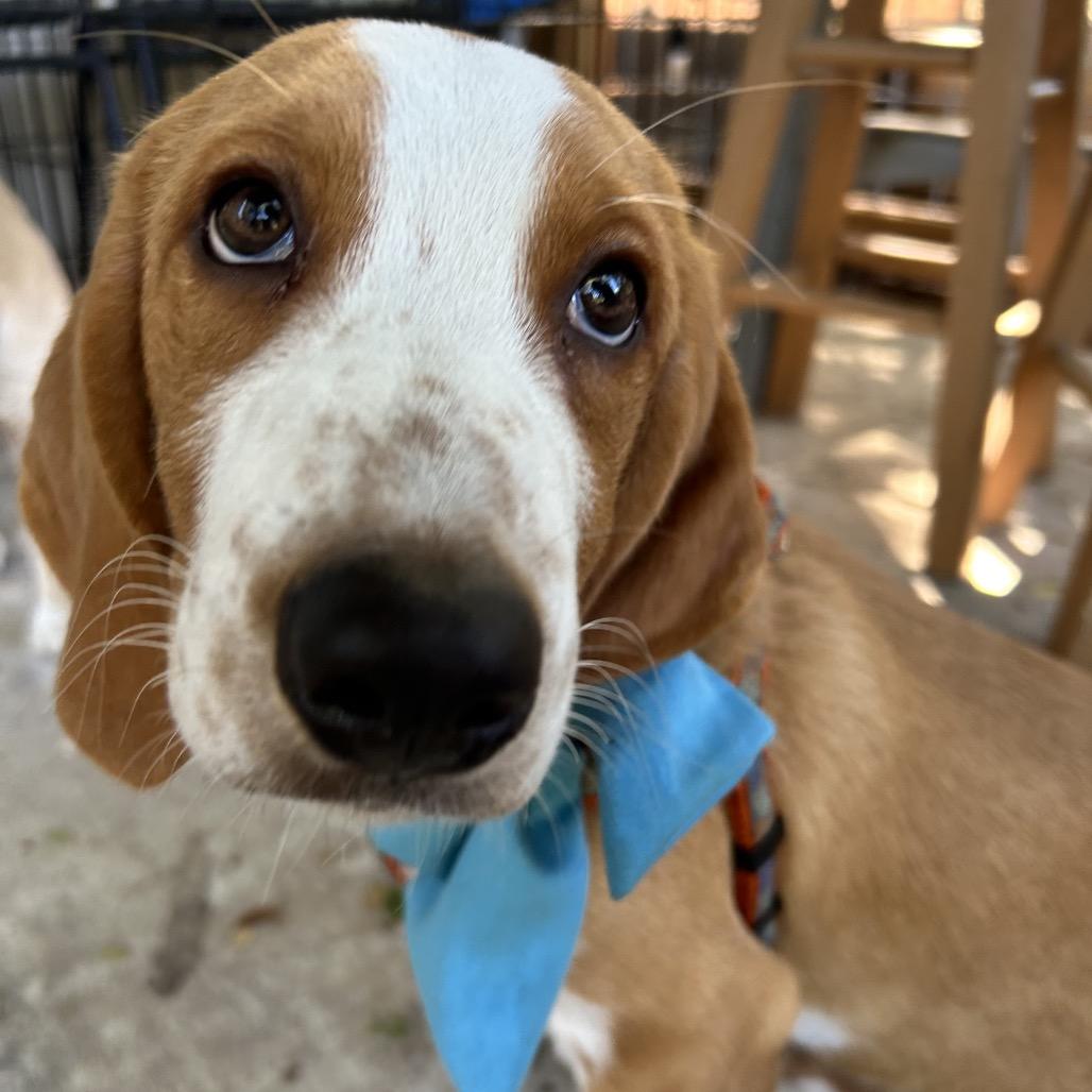 Enlarge Churro, a Adoptable mixed breed in Austin, TX image 5/6