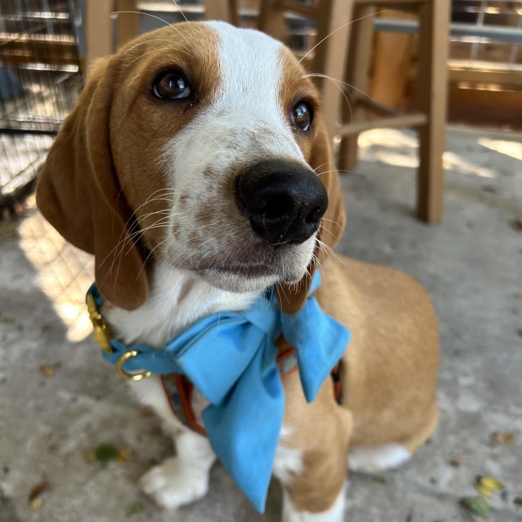 Enlarge Churro, a Adoptable mixed breed in Austin, TX image 6/6
