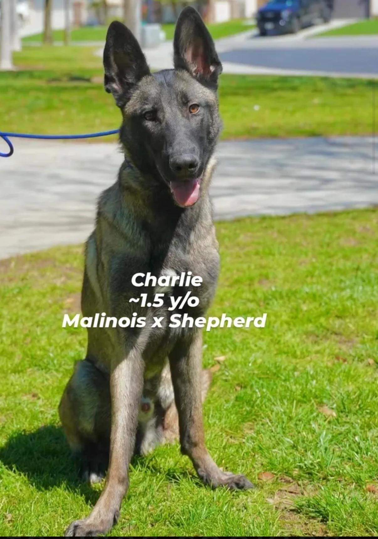 Will you be this tripod’s hero?, Adoptable, Young Male Belgian Shepherd / Malinois.