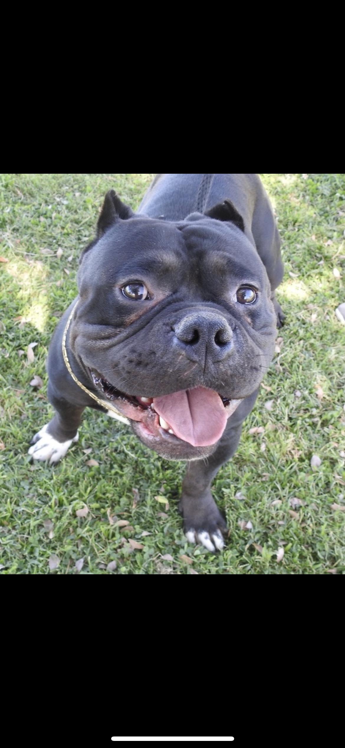 Enlarge Romeo, a Adoptable mixed breed in Hamden, CT image 2/6