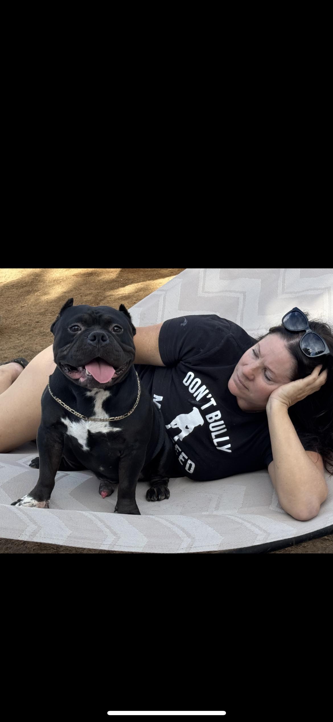 Enlarge Romeo, a Adoptable mixed breed in Hamden, CT image 6/6