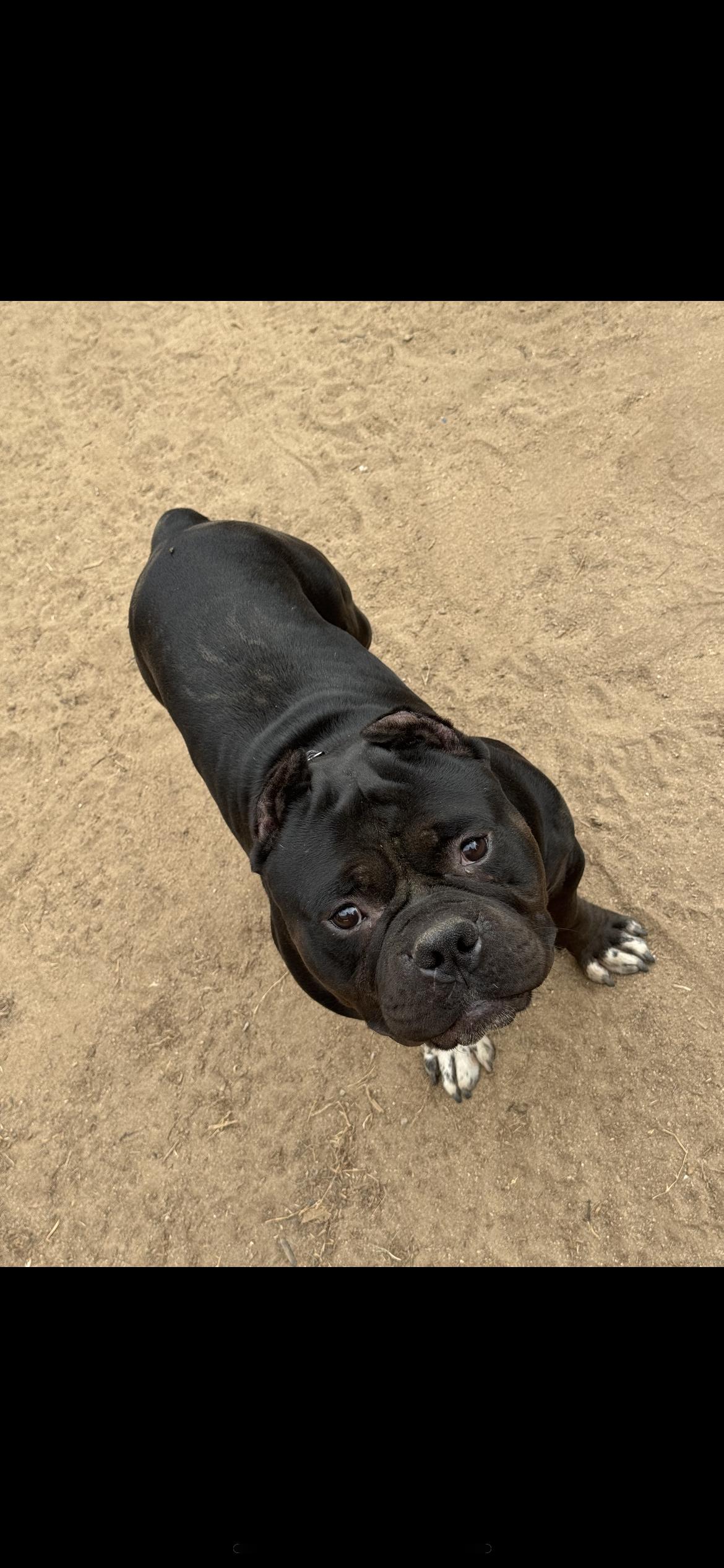 Enlarge Romeo, a Adoptable mixed breed in Hamden, CT image 3/6