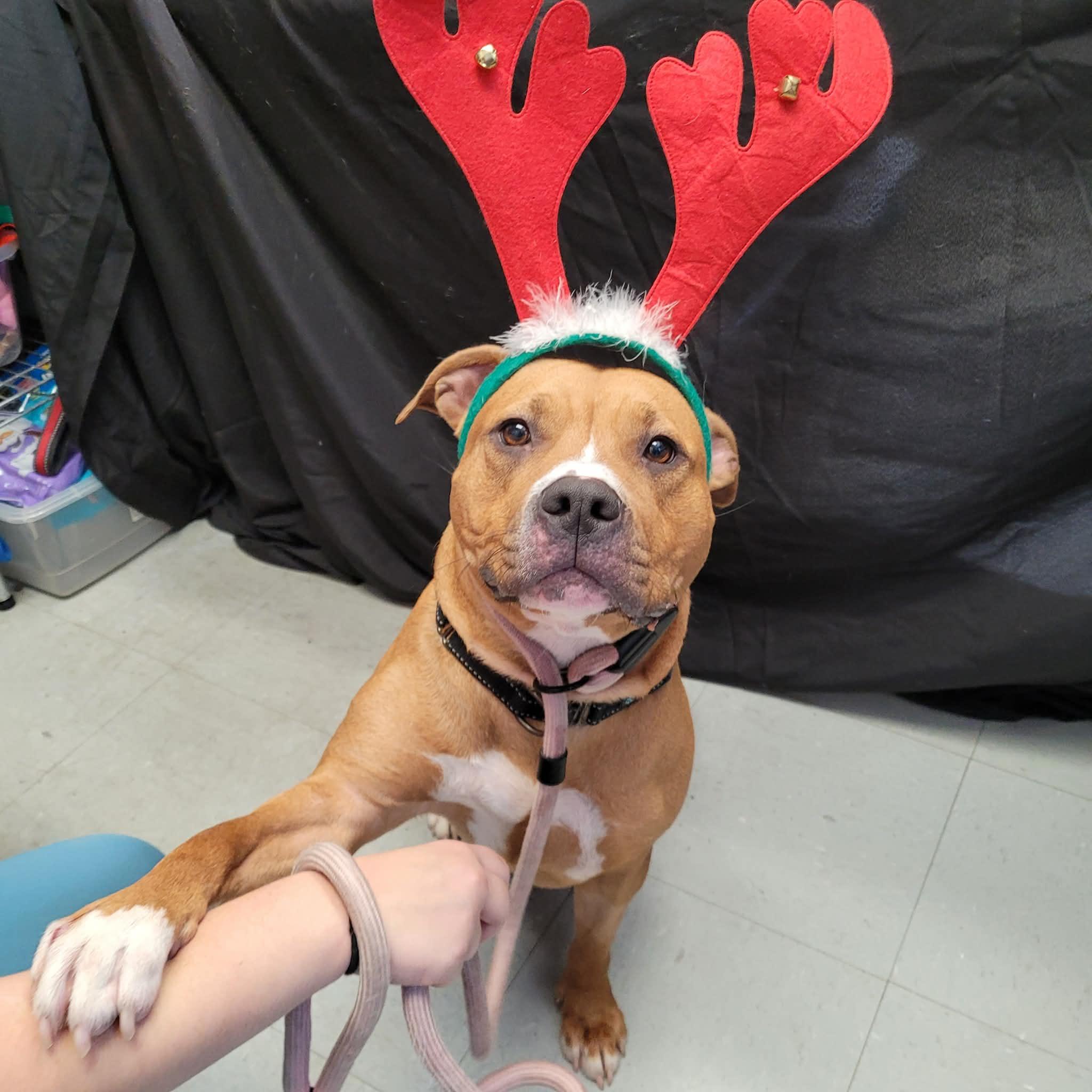 Enlarge Oona , a ADOPTABLE mixed breed in Middlebury, CT image 3/4