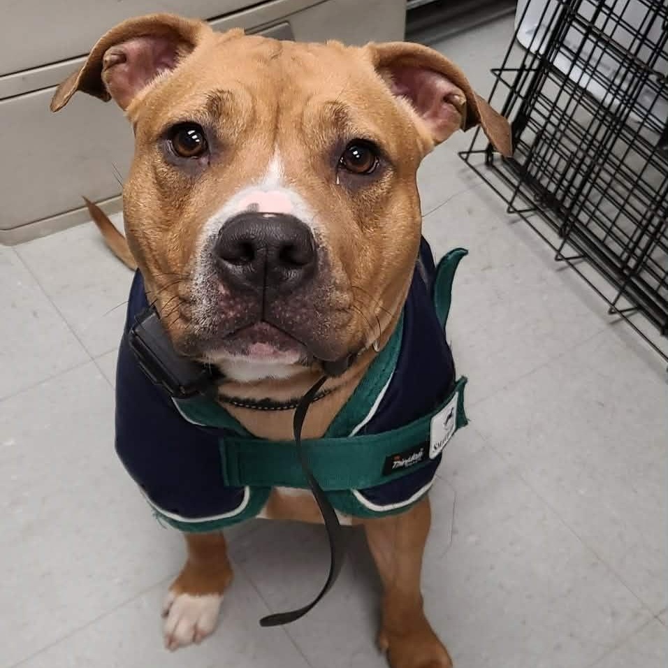 Enlarge Oona , a ADOPTABLE mixed breed in Middlebury, CT image 4/4