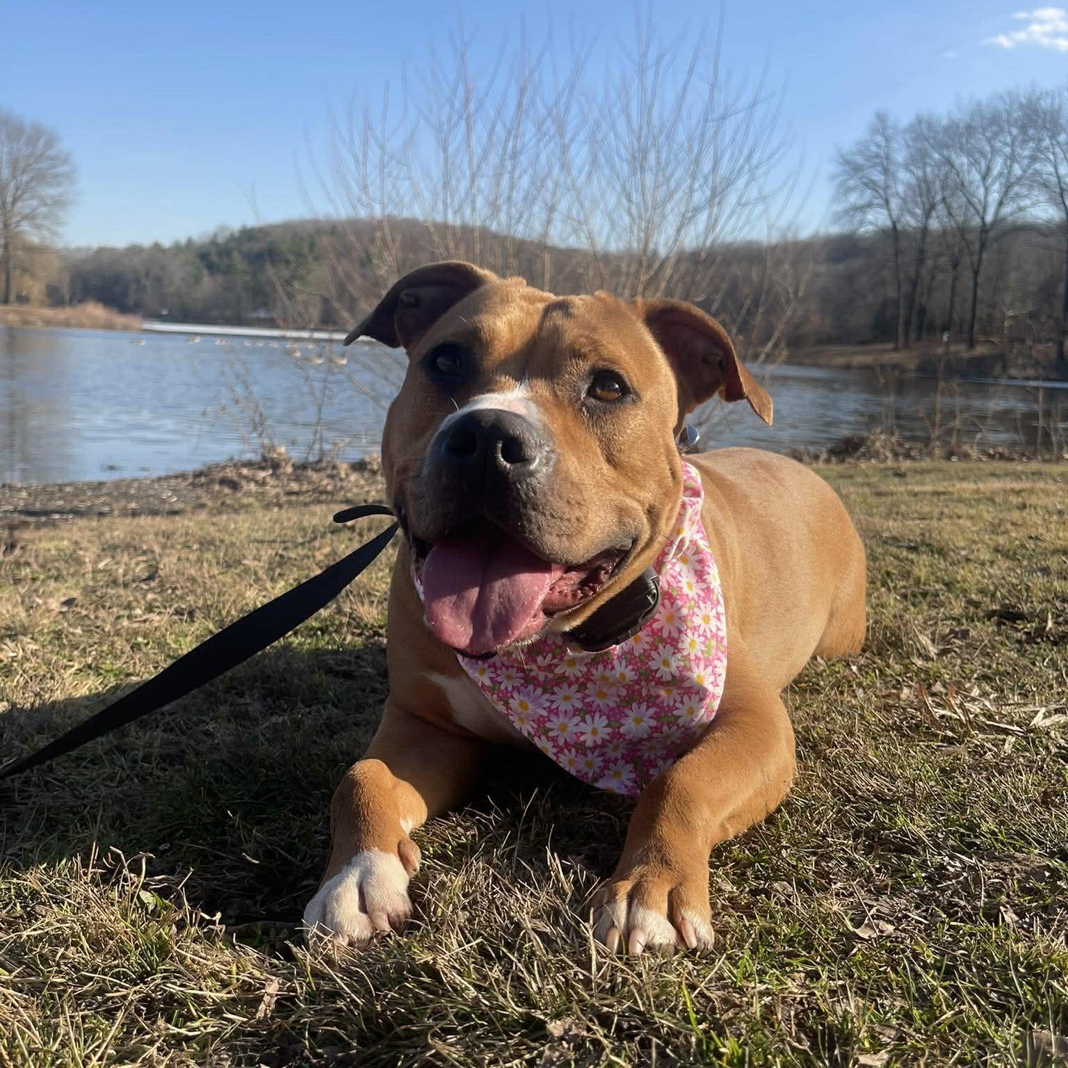 Enlarge Oona , a ADOPTABLE mixed breed in Middlebury, CT image 1/4